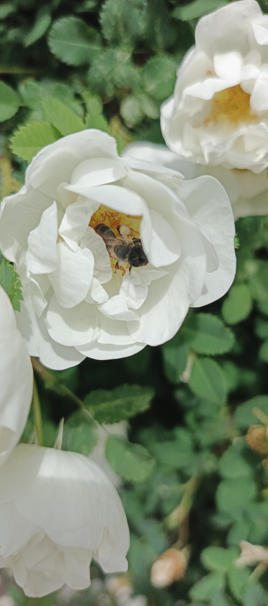 A close-up, eye-level shot shows a white rose in full bloom with a bee foraging inside. The flower is composed of numerous delicate petals and exposes yellow stamens within. A bee, with its black and brown body, is positioned inside the flower, presumably collecting nectar or pollen. Surrounding the main rose are other partially visible white roses and green foliage. The location is Кемуль, Russia.