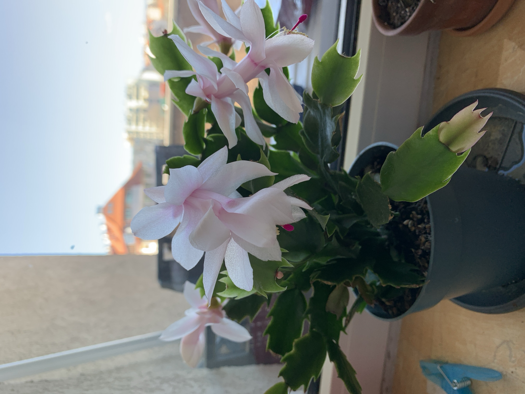 A medium-angle, indoor shot shows a potted plant with white and pink flowers, likely a Christmas cactus or a similar species, situated on a windowsill. The plant is in full bloom, with several prominent flowers displayed. The pot is dark colored and filled with dark soil.
Visible through the window is a cityscape, suggesting an urban environment. The architectural style indicates that it's likely the city of Sofia, Bulgaria. Buildings with traditional roofs and light-colored walls are seen in the background. The sky is bright, suggesting daylight. A blue clothespin lies on the windowsill in the foreground.