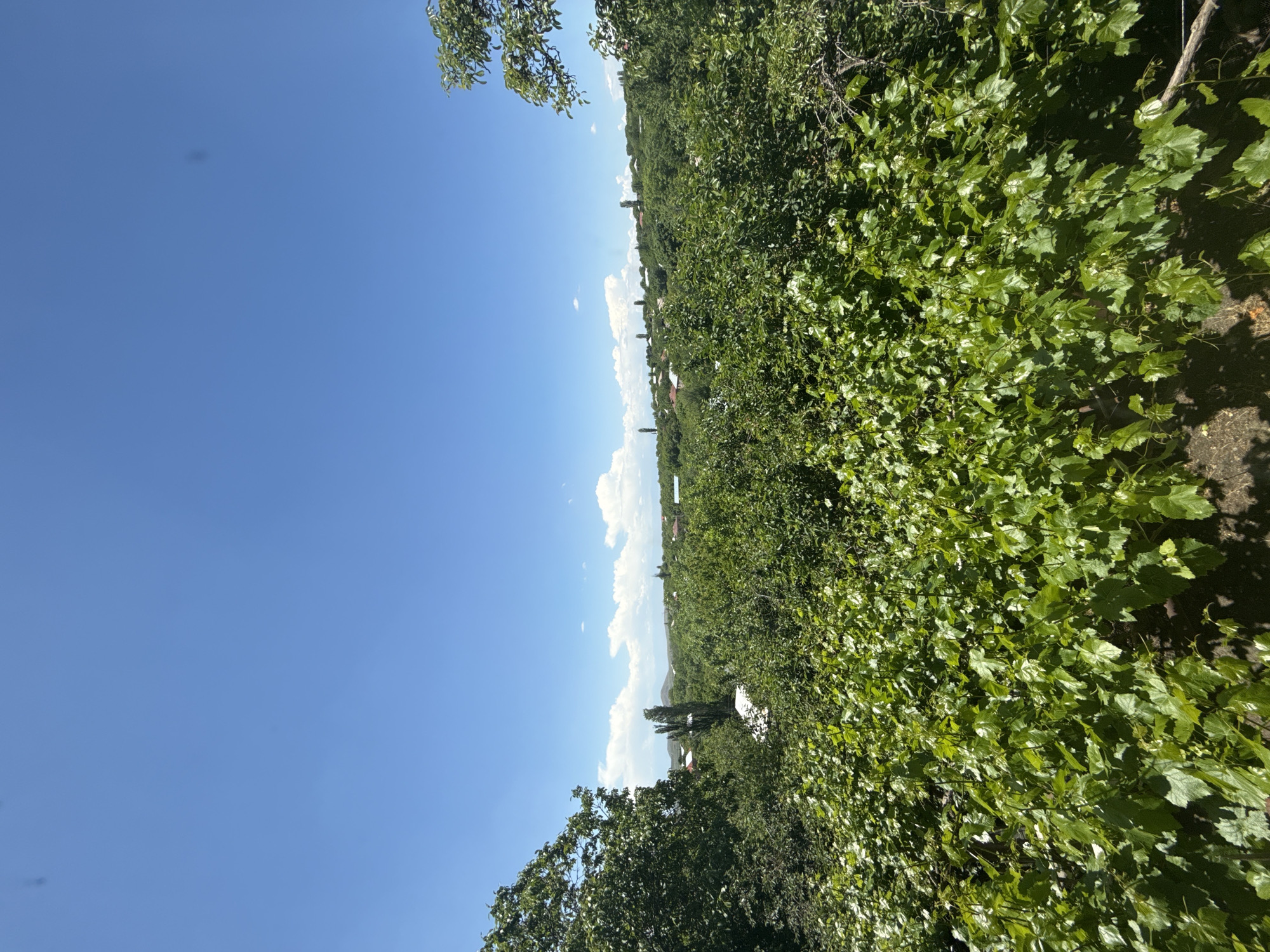 The image, which is oriented sideways (rotated 90 degrees clockwise), captures a sunlit, verdant landscape under a clear blue sky. When viewed correctly, the upper section features a vast expanse of bright blue sky, dotted with scattered white, fluffy cumulus clouds that are more concentrated along the distant horizon. A subtle, dark, blurred spot is visible in the clear sky, possibly indicating a camera sensor or lens imperfection.
The lower and right portions of the image are dominated by lush green foliage. In the foreground and midground, there is a dense growth of broad-leafed plants, possibly grapevines, with many individual leaves clearly visible and brightly illuminated by direct sunlight, creating distinct highlights and shadows. This close-up greenery extends back into a widespread canopy of darker green trees and bushes, which forms a continuous band across the landscape.
Along the distant horizon, nestled between the dense treeline and the sky, glimpses of a small settlement or village are visible. These include buildings with prominent reddish roofs and a few tall, slender trees, possibly poplars or cypresses, rising above the general foliage. Faint, hazy landforms, potentially distant mountains or hills, are discernible in the far background.
The lighting indicates a bright, sunny day, likely mid-morning or early afternoon. No people or specific activities are depicted, and no visible text is present. The overall scene evokes a sense of tranquil, abundant nature within a rural or semi-rural setting.