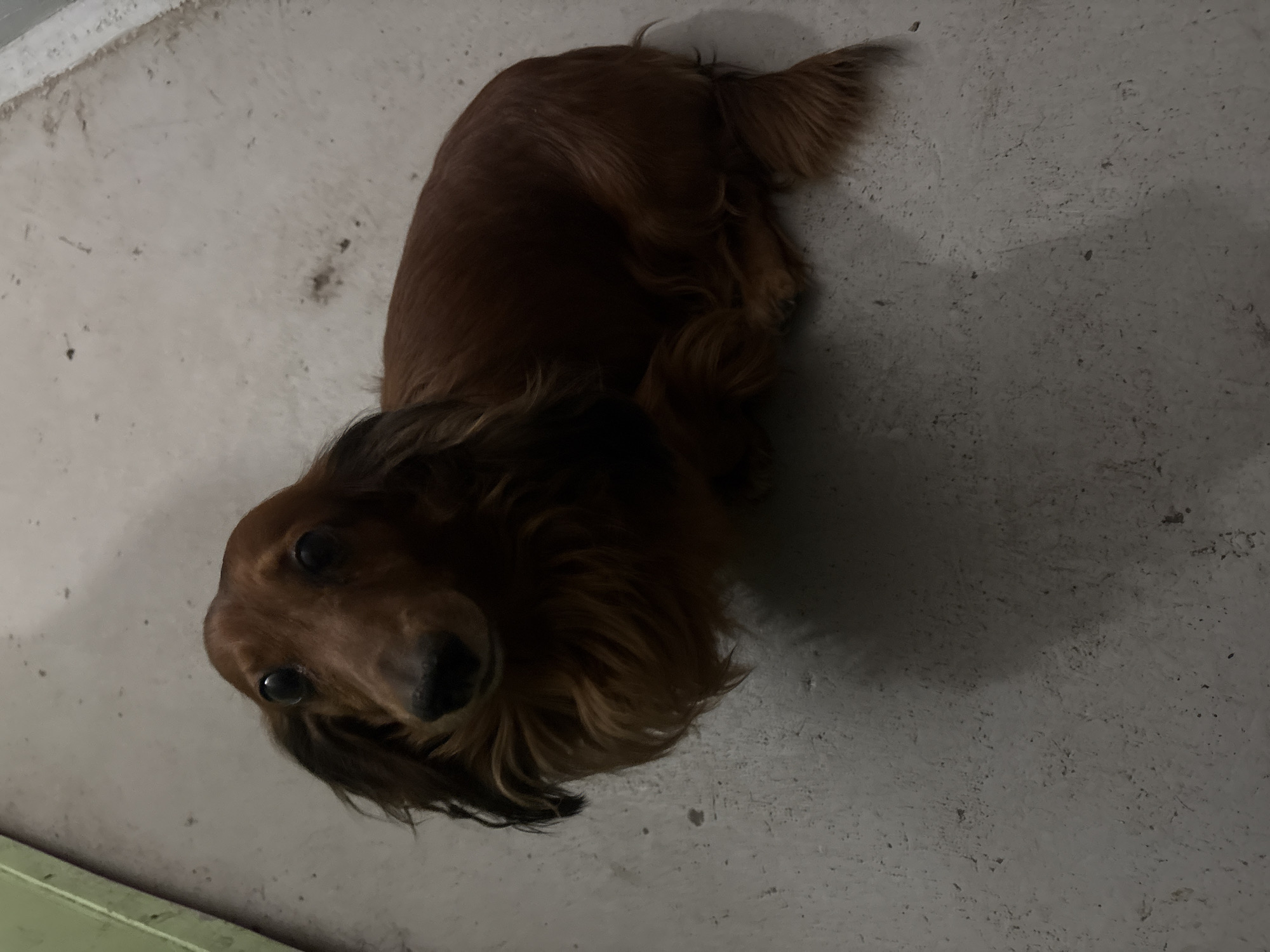 A long-haired, reddish-brown dachshund dog is depicted from an overhead perspective, lying on a light-grey, textured floor. The dog's body extends diagonally across the frame, with its head in the lower-left corner and its tail towards the upper-right. It is looking directly up at the camera with dark, attentive eyes and a calm, slightly curious expression.
The dog's fur is long and appears wavy, particularly around its head, neck, and tail. The setting appears to be an indoor space or a sheltered outdoor area, indicated by the uniform, dim lighting. The floor surface, visible beneath and around the dog, resembles concrete or light-colored, possibly dusty, tiles, with various small dark specks. A subtle green edge, potentially a baseboard or the bottom of a wall, is visible in the bottom-left of the original image. There is no visible text. The image provides a quiet, focused portrait of the dog. This scene is located in Krasnoyarsk, Russia.