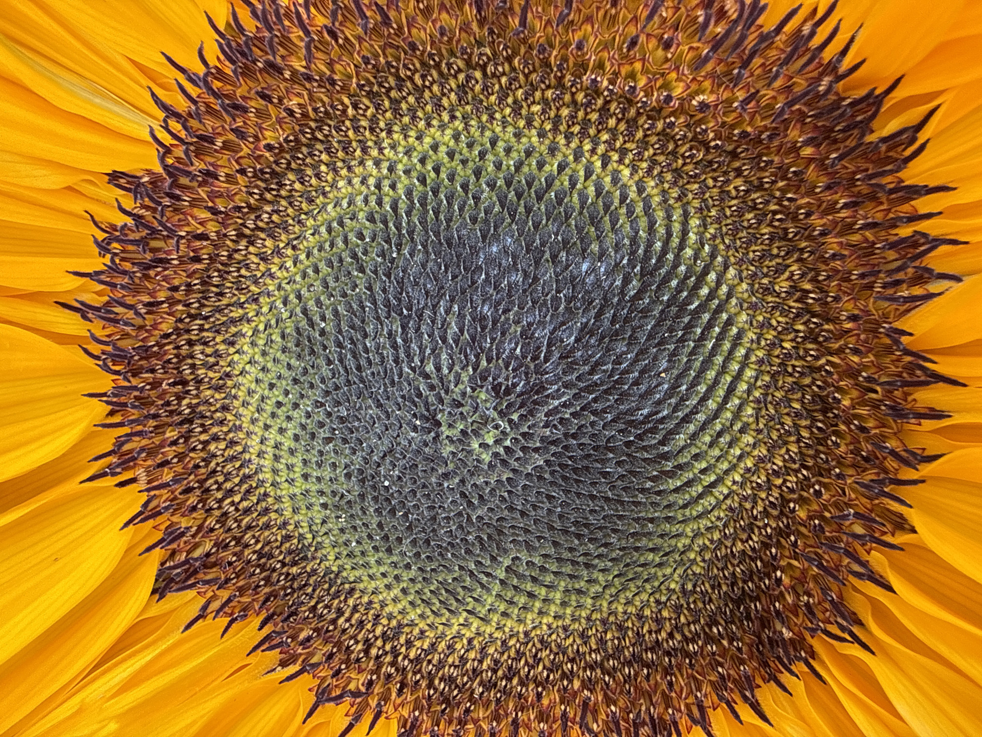 A close-up, low-angle shot of the center of a sunflower. The flower's yellow petals are out of focus at the top and left edges. The center of the sunflower is filled with intricate patterns of dark seeds arranged in spirals. There are no people or other objects visible in the image. The scene is a natural outdoor environment, consistent with a garden or park. The image does not provide any specific information about its location in Blanes, Spain.