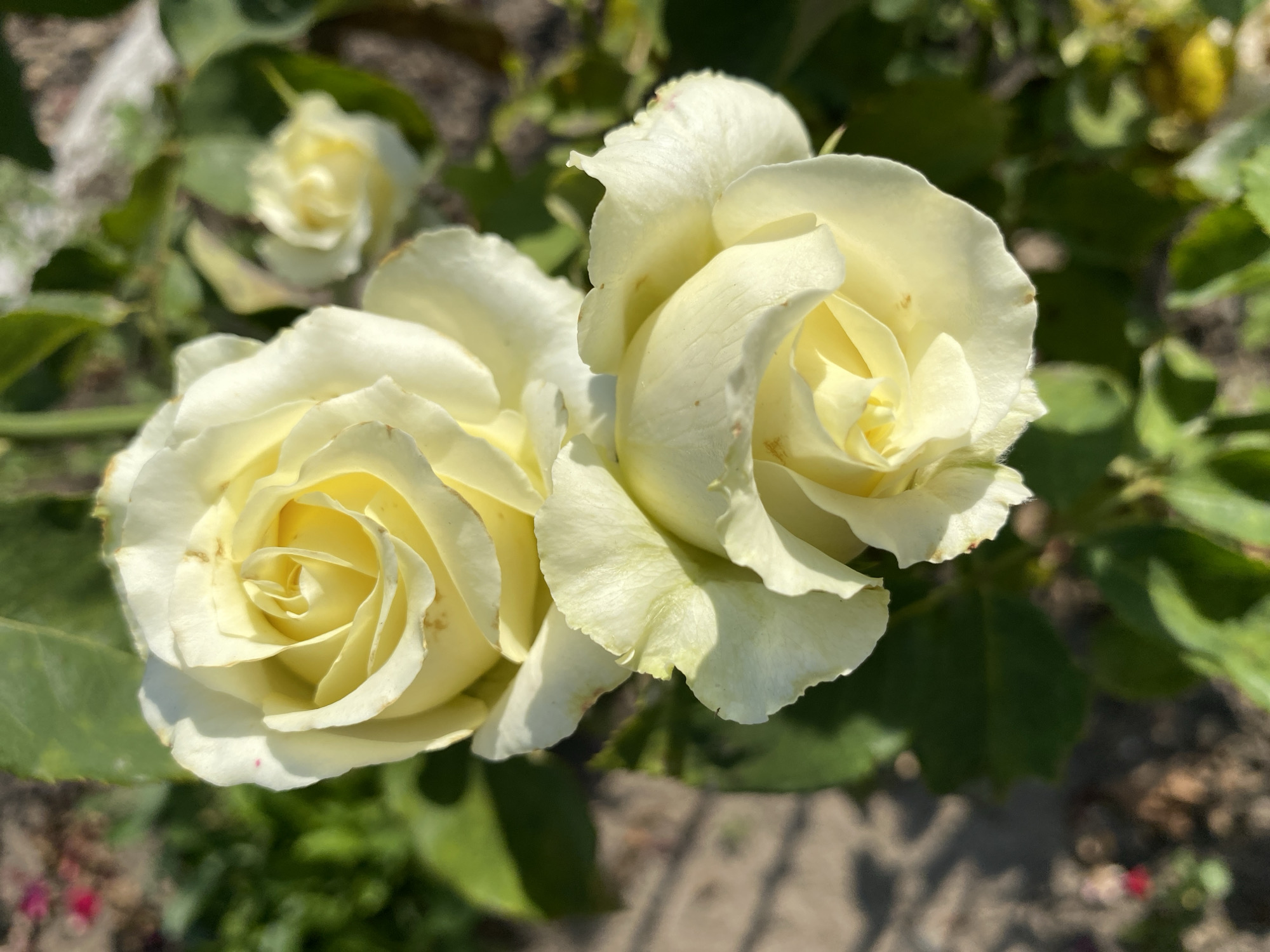 In Ventsy, Russia, two pale yellow roses are in bloom, their petals unfurling in a garden setting. One rose is slightly above and to the left of the other. The foreground is dominated by these two roses and their green leaves, bathed in the warm light of the sun. The background is softly blurred, revealing hints of brown soil, more green foliage, and distant, indistinct shapes that suggest other plants or perhaps a pathway. The overall impression is one of natural beauty and tranquility.