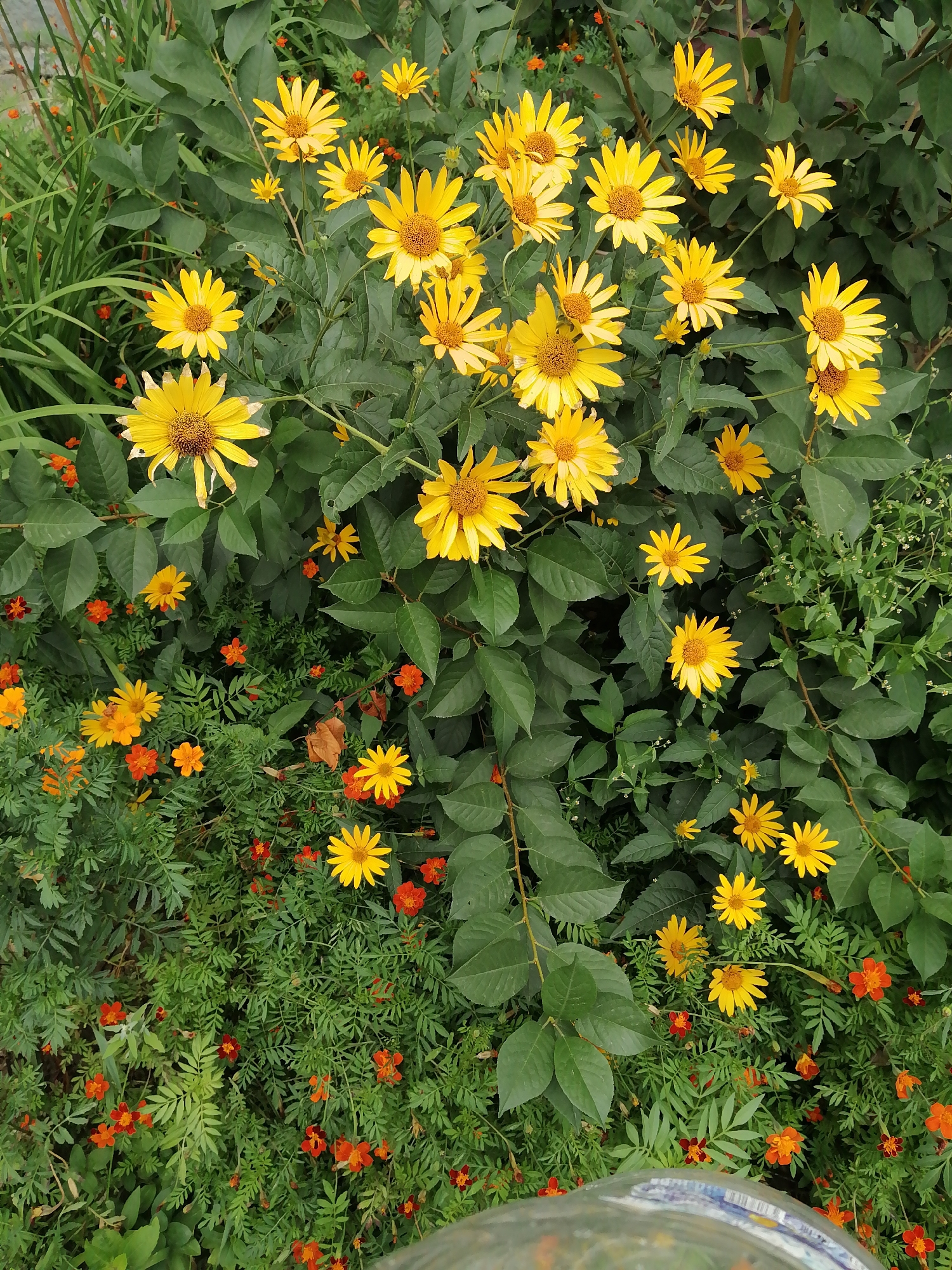 The image is a top-down view of a densely planted garden bed filled with a variety of flowers and greenery. The dominant flowers are bright yellow daisies with prominent brown centers and vibrant orange, smaller flowers, possibly marigolds. The yellow flowers are scattered throughout the upper and middle sections of the image, while the orange flowers are more concentrated in the lower half and towards the left side. Lush green leaves and stems form a backdrop for the flowers, creating a layered effect. In the lower right corner, a portion of a clear, rounded object with a patterned rim is visible, possibly a glass or container, reflecting some of the surrounding colors. The overall impression is one of a flourishing, colorful garden.