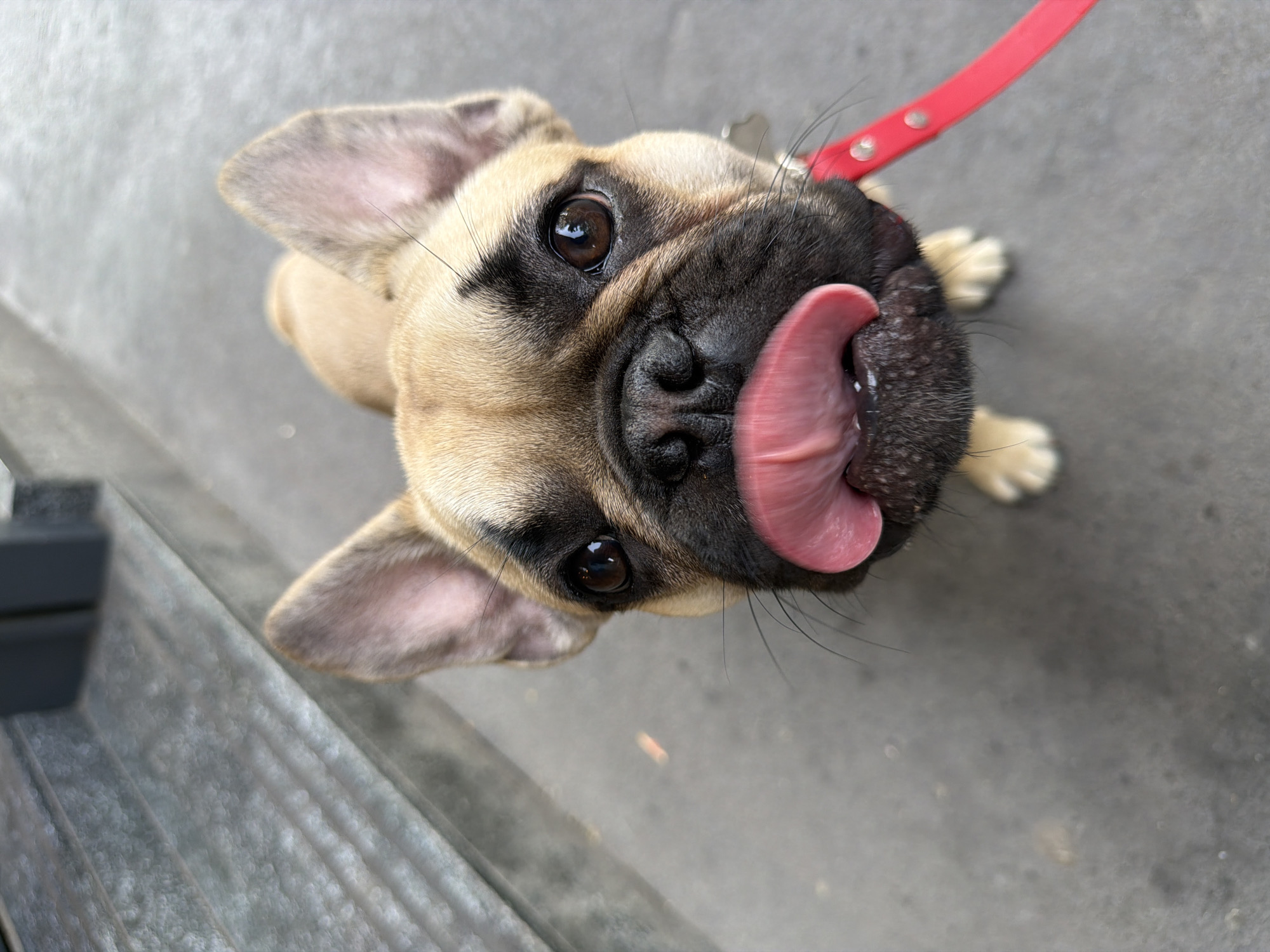 A tan and black French bulldog puppy with large ears is seen from a low-angle, looking upwards with its tongue sticking out. The puppy is attached to a red leash with silver metal hardware. The puppy is standing on gray concrete, and what appears to be a gray metal grating is visible on the left side of the image. The city is not identifiable based on the visual information in the image.