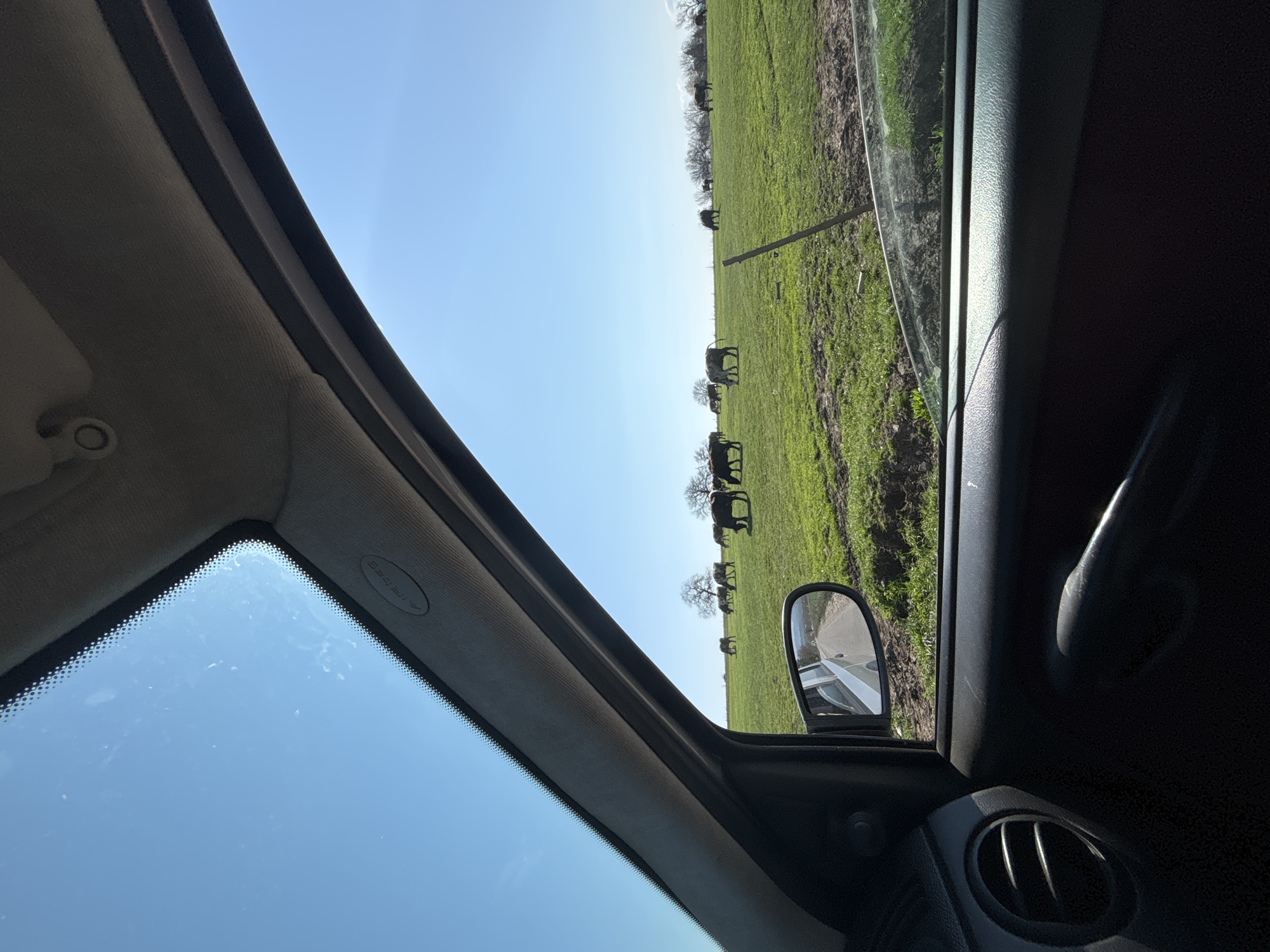 The image shows a view from inside a car in a rural environment. Through the car windows, a green field is visible with cattle grazing. A fence runs along the edge of the field. The sky is clear and blue. The interior of the car, including the rearview mirror, door panel, and part of the windshield, is also visible. There is no information available to confirm the location in Makariopolsko, Bulgaria.