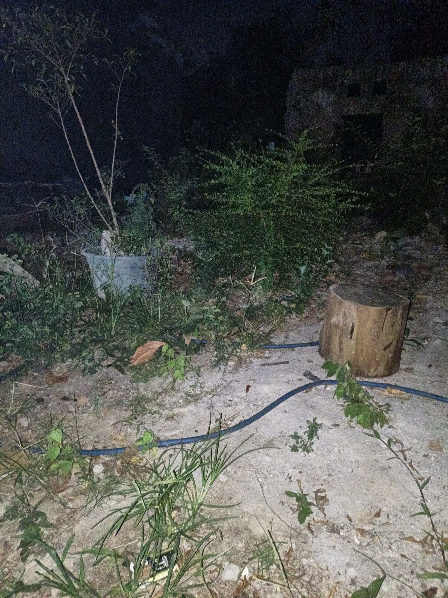 The image depicts a dark, outdoor scene at night, possibly in Cikal, Indonesia, characterized by overgrown vegetation and debris. In the foreground, a large tree stump sits on sandy, uneven ground, with a blue hose running across the area. Surrounding the stump are various plants, including tall grasses and leafy bushes. Further back, a thin, bare-branched tree stands in a light-colored planter, partially obscured by surrounding foliage. In the background, a dark, dilapidated structure, possibly a building or wall, is visible through the dense vegetation. The overall impression is one of neglect and abandonment.