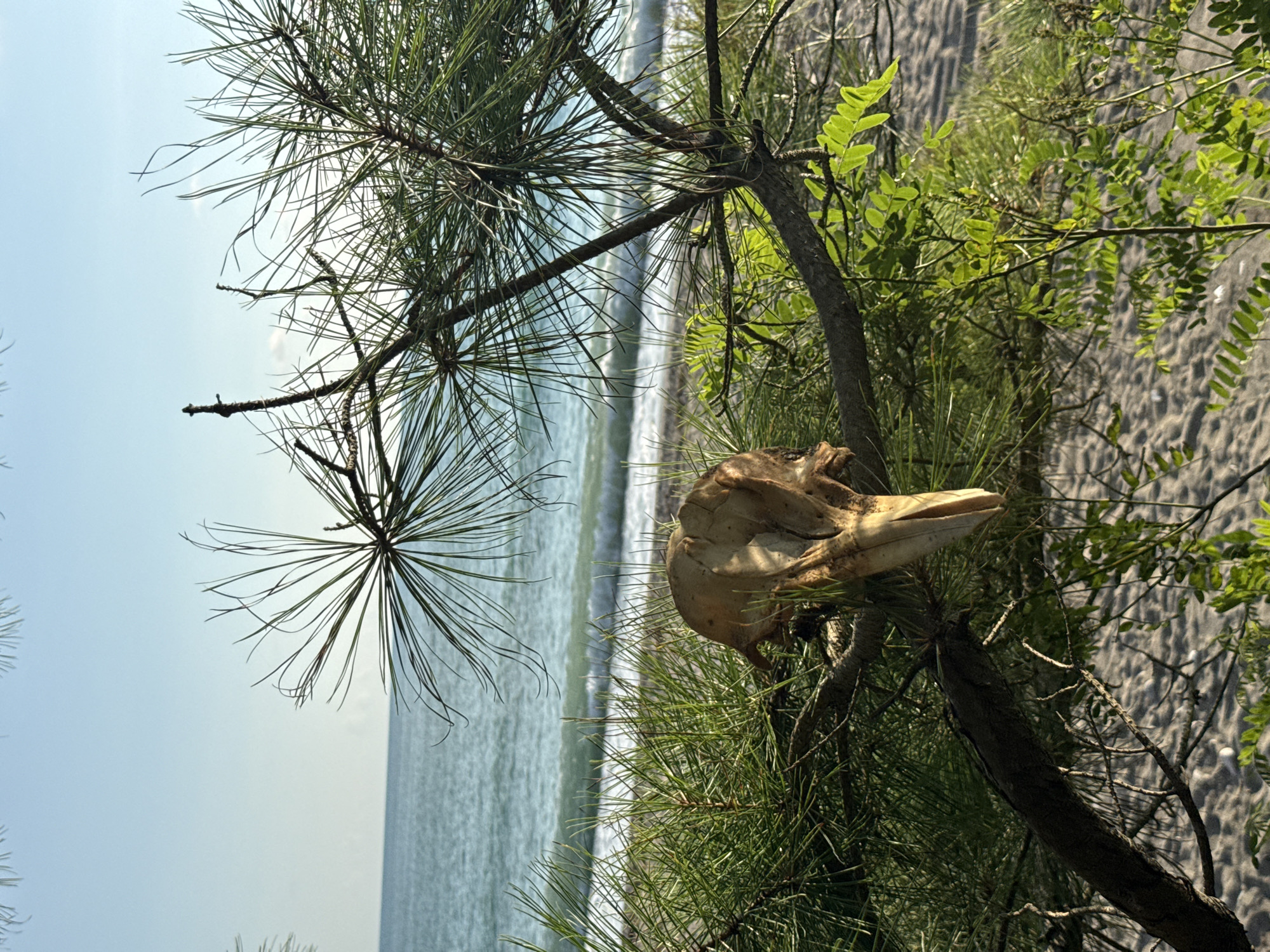 A close-up shot on a sunny day captures a bleached animal skull resting on the branches of a pine tree. The skull, a light tan color, faces towards the right and appears to be a mammal's, possibly a seal or dolphin, given the location. Its snout is elongated and pointed.
The pine tree branches, covered in needles, create a natural frame for the skull. To the right of the skull, the bright green leaves of another plant add a contrasting splash of color.
In the background, the turquoise waters of the sea meet a sandy beach, separated by a line of foamy waves. The sky above is a clear, pale blue. The overall scene is tranquil and natural, suggesting a coastal environment. The location is Yuada-Gulrypsh, Abkhazia.
