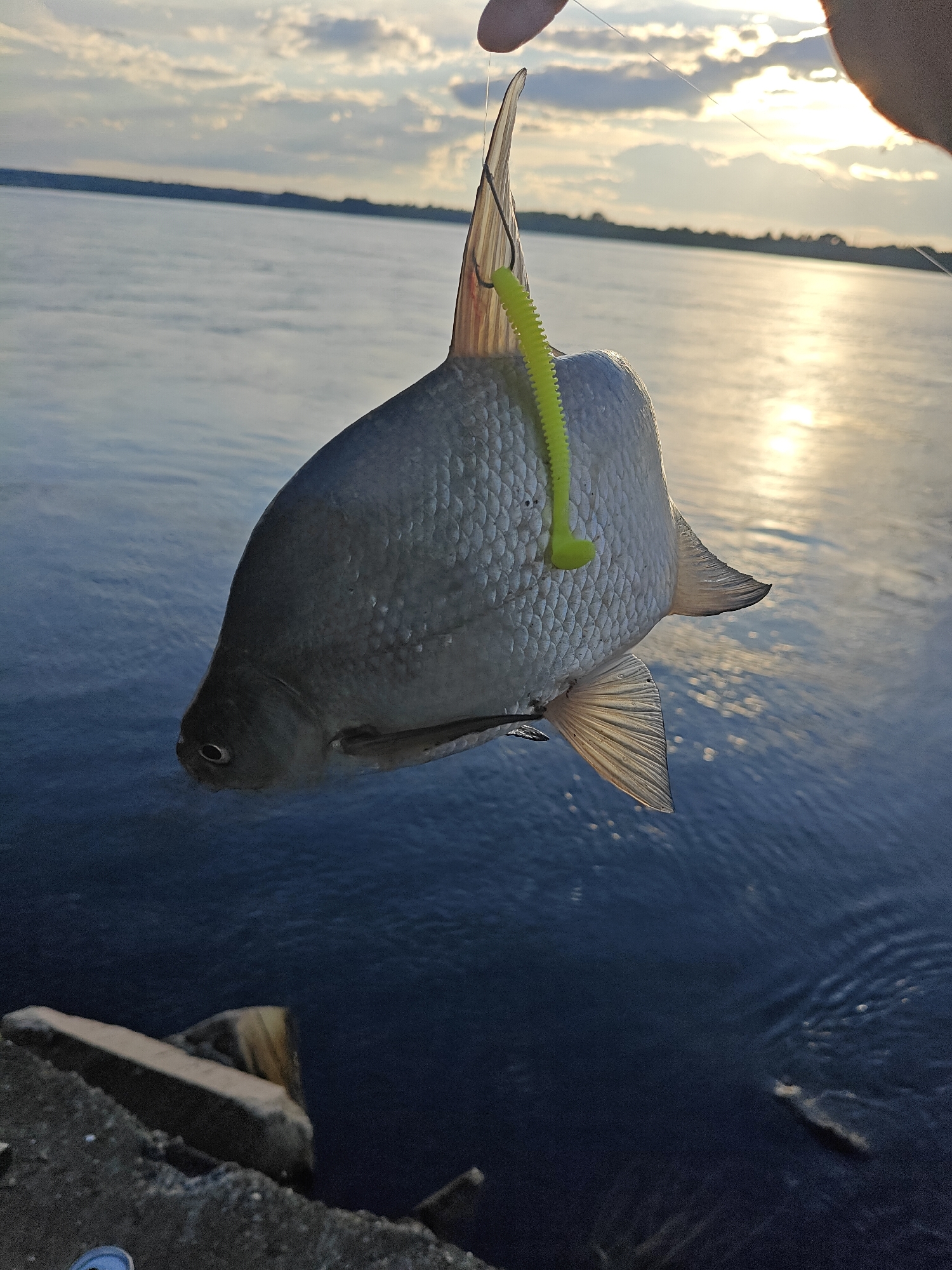 A silver-scaled fish, possibly a roach or bream, hangs vertically from a fishing line with a green, ribbed, soft plastic bait attached to its dorsal fin. The fish is held by a person's fingertip at the top of the frame. The backdrop consists of a wide body of water, likely a river or reservoir, with a visible shoreline in the distance and the sun reflecting off the water's surface. The photograph was taken in Chaikovsky, Russia, based on the subject. The lower portion of the image shows concrete and stone structures, possibly part of a riverbank or pier.