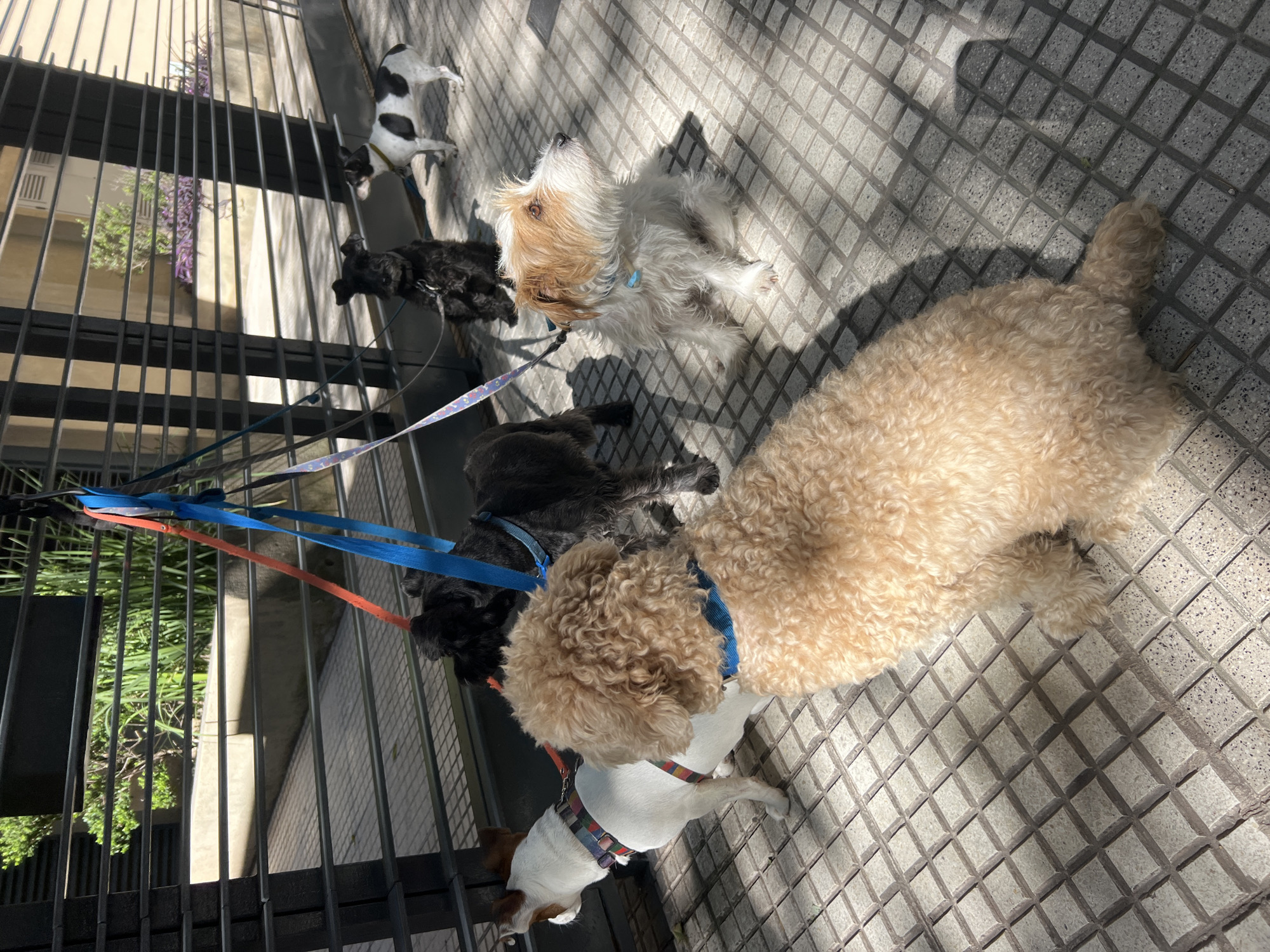 This image captures a group of dogs on a sunny sidewalk in what appears to be Buenos Aires, Argentina. At least five dogs of various breeds and sizes are visible, mostly on leashes, either sitting or standing.
In the foreground, a large, fluffy, light brown dog, possibly a poodle or doodle mix, sits facing away from the viewer, wearing a blue collar. To its left, a small, white dog with brown patches and a colorful harness is partially visible. Further back, two smaller black dogs with curly coats are on blue leashes. One of them is a medium-sized, shaggy white and tan terrier-type dog with a light blue collar, looking upwards towards the left. Another small, black and white spotted dog, possibly a Jack Russell terrier, stands near a black metal fence in the background. The leashes, in colors like blue, orange, and patterned, are intertwined, suggesting they are being managed by one or more people (who are not visible in the frame).
The setting is an urban environment, with a distinct gray sidewalk featuring a textured, square grid pattern. Bright sunlight casts strong, long shadows across the pavement and the dogs, indicating it is daytime, likely morning or late afternoon. To the left, a tall, black metal fence separates the sidewalk from a private area with buildings, balconies, and lush green foliage, including some purple flowering plants. The overall atmosphere is calm and peaceful, with the dogs appearing relaxed and attentive. There is no visible text in the image.