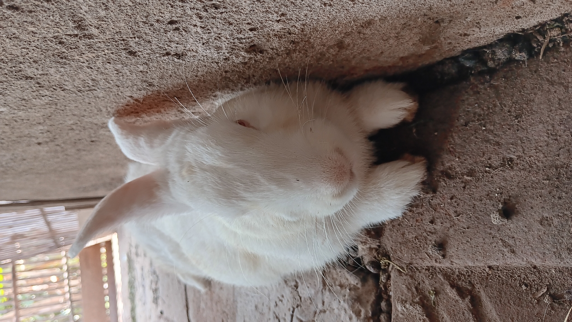 A white rabbit rests on a dirt floor next to a textured concrete wall. The rabbit is lying down with its eyes partially closed and its ears pointed upwards. Its front paws are visible in front of its body. The background shows a wooden fence and some vegetation. The image appears to be taken outdoors in an area that could be a backyard or a pen. There is no indication of the city of Sonobekel, Indonesia in the image itself.