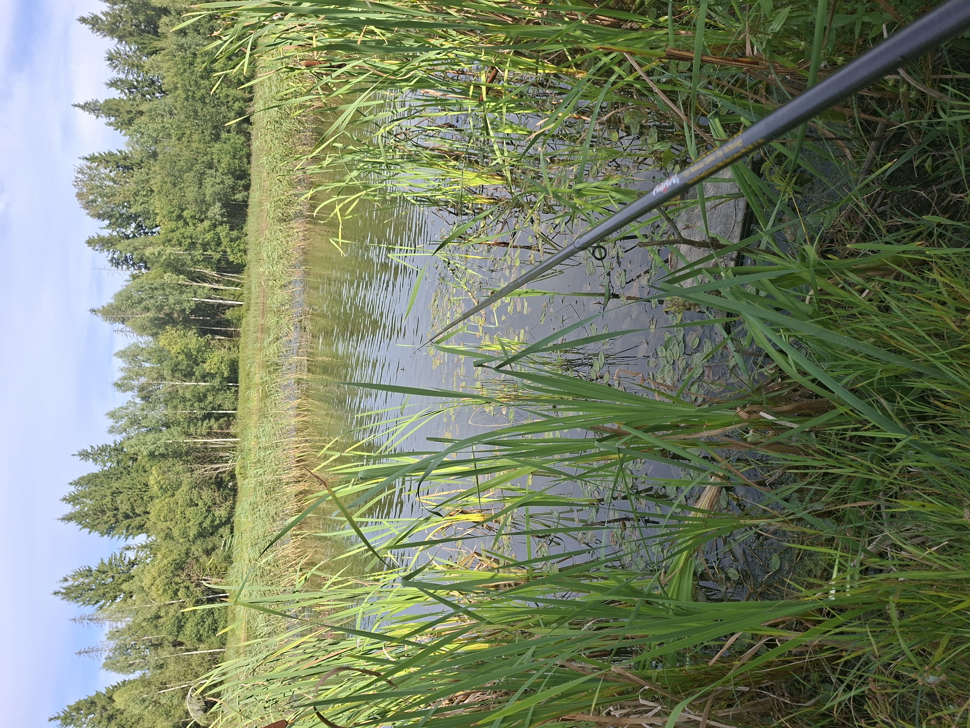 The image depicts a serene natural scene by the water. In the foreground, tall green reeds and grasses grow along the edge of a calm body of water. The water is partially covered with lily pads. A fishing rod extends into the frame from the right side, its tip dipping towards the water, suggesting fishing activity. In the background, a dense forest with a mix of deciduous and coniferous trees lines the opposite bank. The sky above is partly cloudy with a clear blue expanse. The overall impression is one of tranquility in a rural, natural setting, possibly in the vicinity of Таўкачоўскі сельскі Савет, Belarus. There are no people visible in the image.
