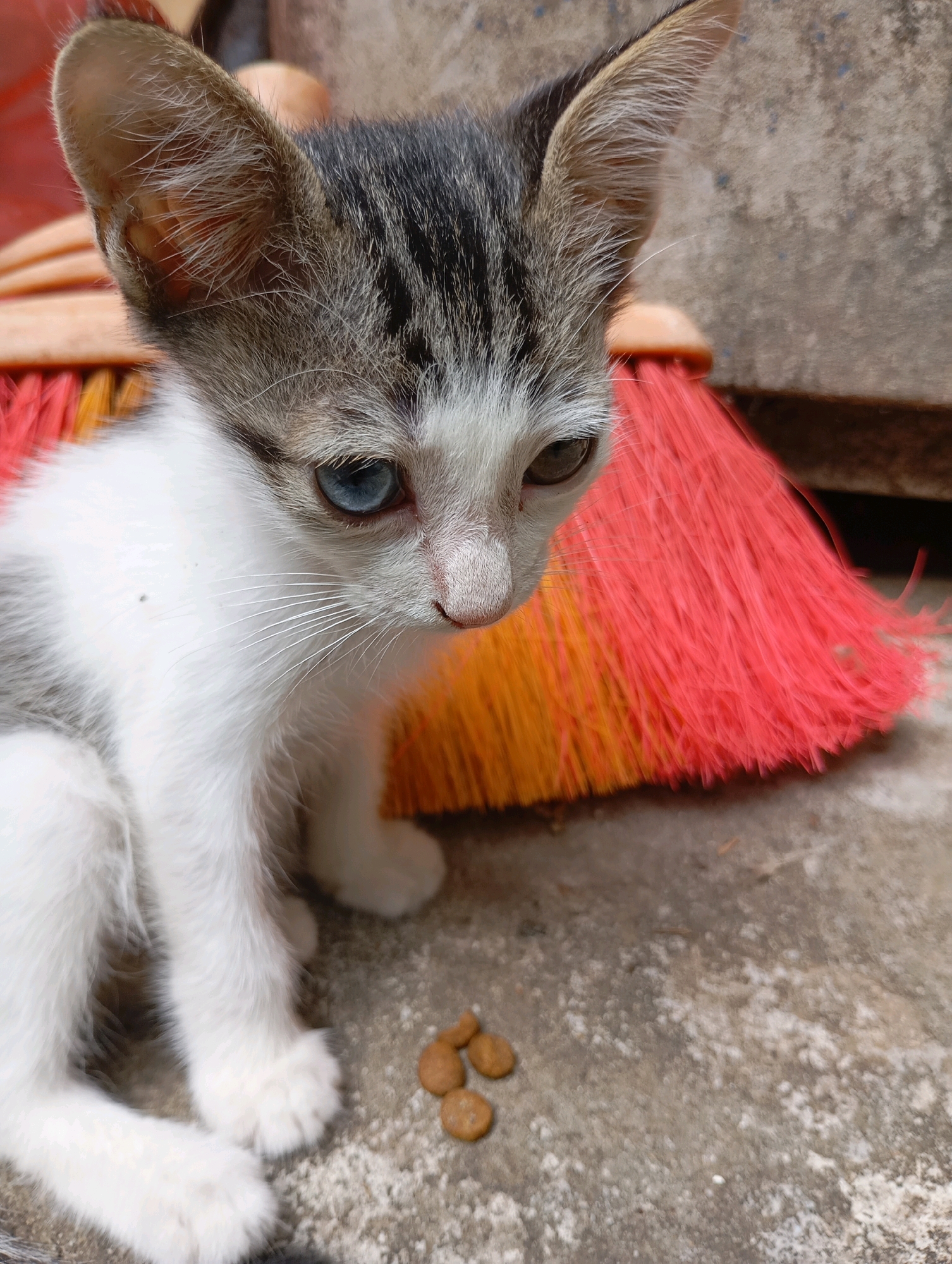 A close-up, eye-level shot captures a young kitten sitting on a textured, grey concrete surface. The kitten has striking heterochromia, with one eye appearing blue and the other brown. Its fur is a mix of white and grey tabby markings. In front of the kitten are several small, brown kibbles of cat food. Behind the kitten, partially visible, is the bright red and orange bristles of a broom. The background consists of a rough, grey concrete wall. The scene appears to be outdoors, possibly in an urban or residential setting in Balikpapan, Indonesia.