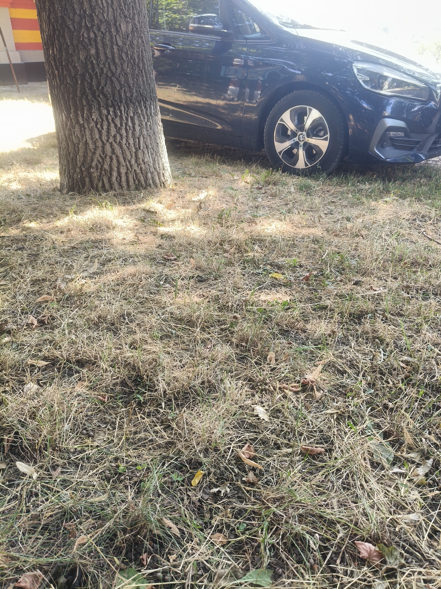 A dark blue car is parked on a dry, grassy area next to a tree with a thick, textured trunk. The ground is covered with dead grass, fallen leaves, and some sparse green shoots. Sunlight casts dappled shadows from the tree onto the ground. In the background, a building with horizontal yellow and red stripes is partially visible. The scene appears to be outdoors in a park or residential area. The location is specified as Valea lui Vlad, Moldova.