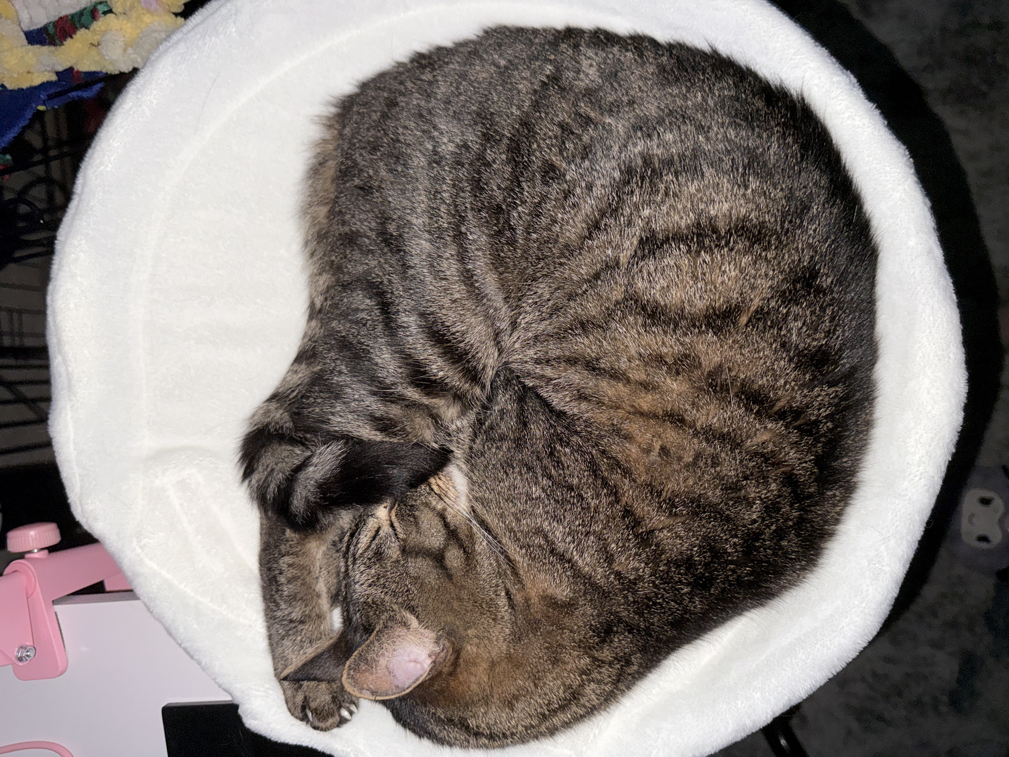 A tabby cat is curled up asleep in a round, white, fluffy cat bed. The cat's body is tightly wound, with its head tucked into its chest and its paws crossed over its body. The cat's fur is a mixture of brown, black, and grey stripes. The cat bed is soft and plush, and it appears to be placed on a dark, reflective surface. In the background, a pink object with metal accents can be seen, possibly a desk accessory. The lighting is dim, suggesting the photo was taken indoors at night.