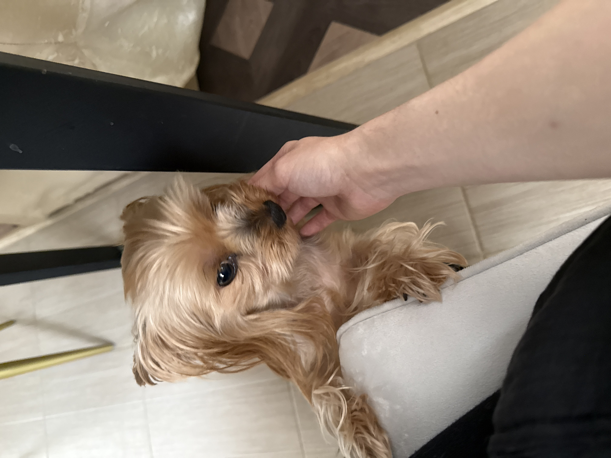 The image displays a close-up, tilted view of a small dog, likely a Yorkshire Terrier, being petted by a human hand in an indoor setting in Chaikovsky, Russia. The dog has long, flowing light brown and tan fur, with a prominent black nose and dark, attentive eyes looking upwards towards the camera and the hand. Its fur appears soft and slightly tousled.
A pale-skinned human hand is gently scratching or stroking the dog's head and ear area, suggesting an affectionate interaction. The dog's expression appears calm and content, seemingly enjoying the attention.
The dog is positioned on or near a soft, light grey or white cushion or dog bed, which is visible on the right side of the frame. The floor beneath is tiled with light-colored, possibly off-white, square tiles. In the background, on the left, a dark, rectangular furniture component, possibly a leg or panel, is visible. Another slender, golden-colored furniture leg is partially seen further to the left. The scene is brightly and evenly lit, characteristic of an indoor environment. No text is visible in the image.