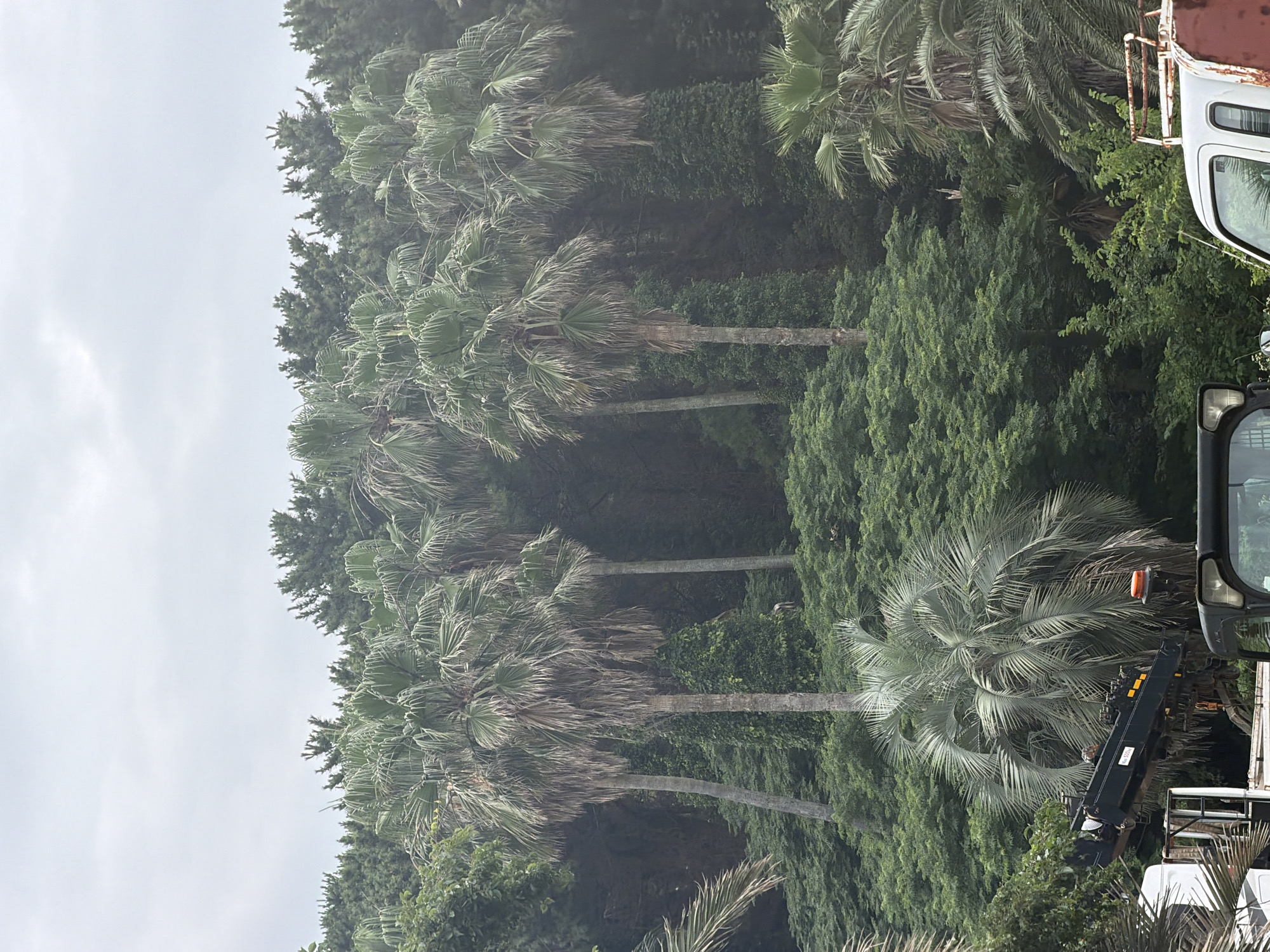 The image depicts a cloudy day with lush green vegetation, including numerous palm trees and dense foliage. In the foreground, parts of two industrial vehicles are visible. The left vehicle is a white truck with a black attachment extending upwards. The right vehicle is primarily white with some red and rust-colored sections, and features a white ladder-like structure on top. The overall scene appears to be an outdoor area, possibly a construction site or a maintenance area, surrounded by a natural landscape. The specific location in Jeju City, South Korea, is not explicitly identifiable from the visual elements alone.