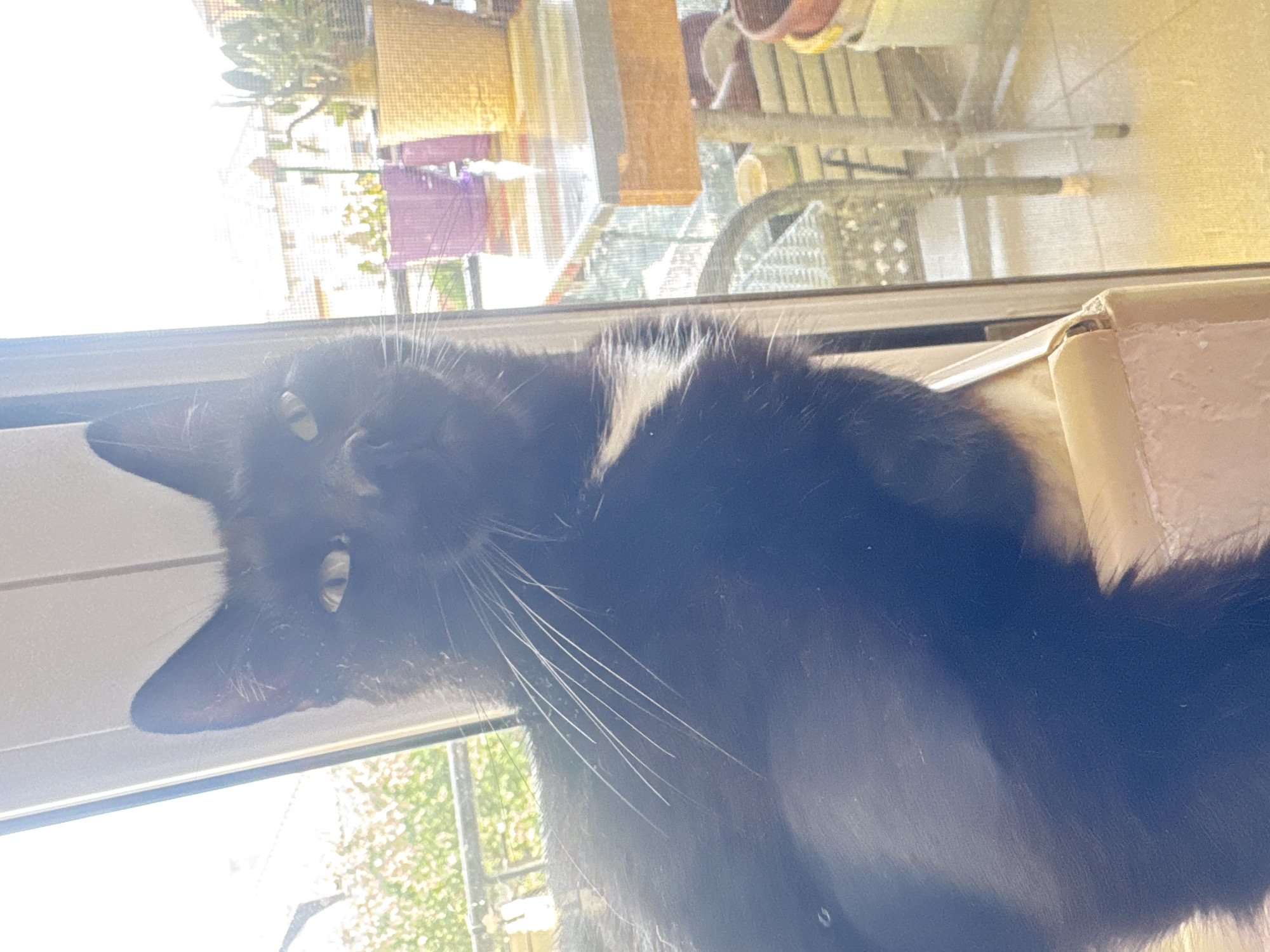 A black cat with white markings on its chest sits on a ledge near a window, looking directly at the camera. The cat's fur is dark, and its eyes are light-colored. The background shows a sunlit balcony with potted plants and a table. The scene is illuminated by bright sunlight, creating a slight glare in the image.