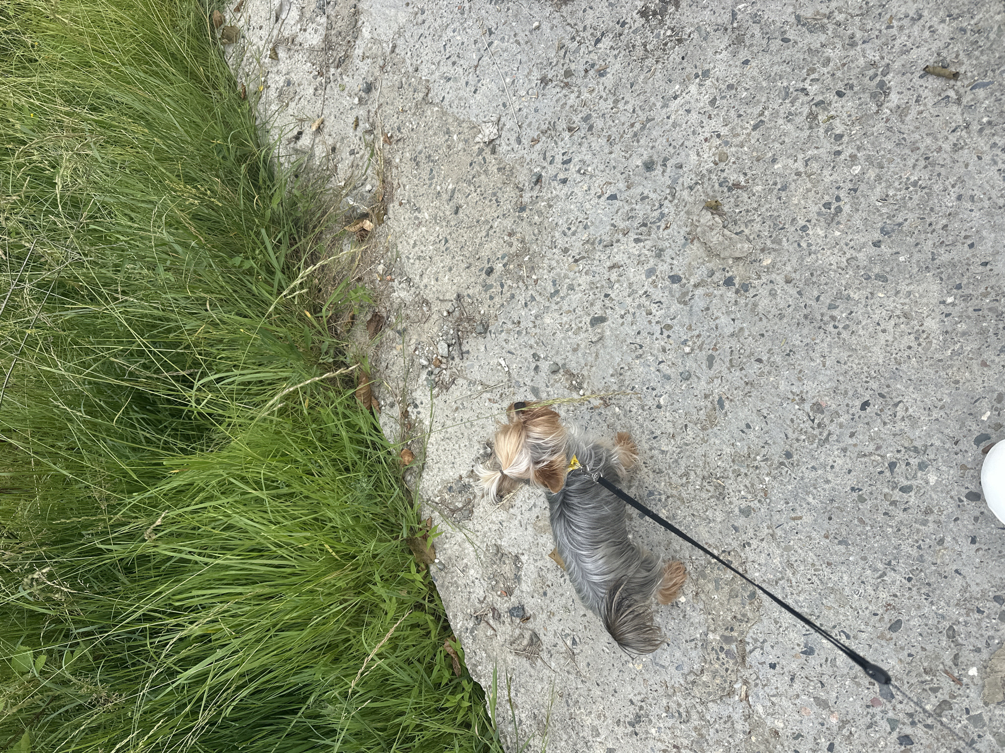 A small Yorkshire Terrier dog wearing a yellow collar and a black leash is standing on a concrete pathway next to a dense patch of tall green grass. The dog is facing to the right, with its tail held high. The concrete pathway is textured with small stones and debris. The grass is a vibrant green and appears to be growing along the edge of the pathway. The scene is outdoors, and the lighting suggests it is daytime. The location is identified as the city of Sochi, Russia, though no specific landmarks or identifying features of Sochi are visible in the image.