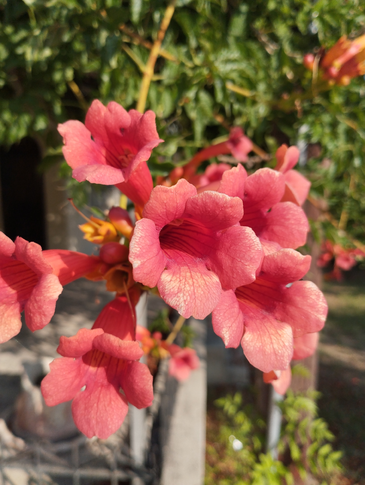 A cluster of trumpet-shaped, coral-pink flowers hangs from a vine in the foreground of the image. The flowers are in various stages of bloom, with some fully open and others still buds. The petals are delicate and have fine, darker pink veins. In the background, green foliage and a blurry structure, possibly a building or wall, are visible. The lighting suggests a sunny day, with shadows cast on some of the flowers. The overall scene is naturalistic and serene.