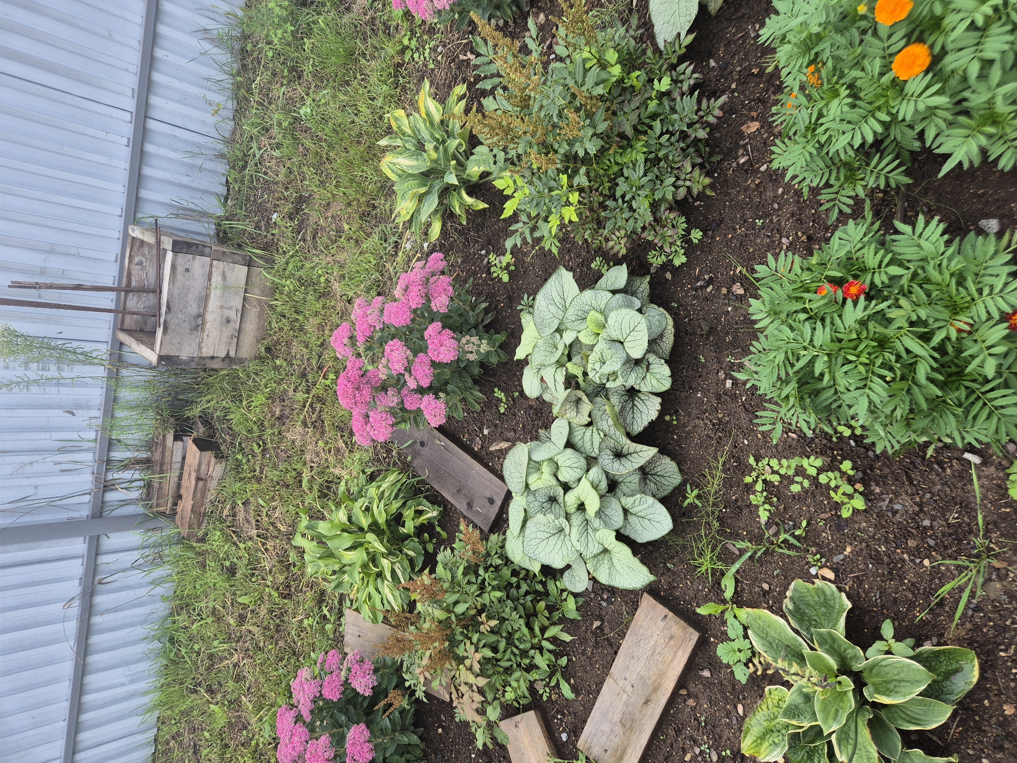 The image shows a small, overgrown garden area next to a corrugated metal fence. In the background, there are stacks of wooden planks and a makeshift wooden planter with rebar sticking out. The foreground is filled with various plants, including bright pink sedum, hostas with variegated leaves, and some feathery, brown-topped plants. There are also several wooden planks laid out as stepping stones on the dark soil. In the lower right corner, marigolds with orange and red blossoms are visible. The overall impression is one of a slightly unkempt but functional garden space.