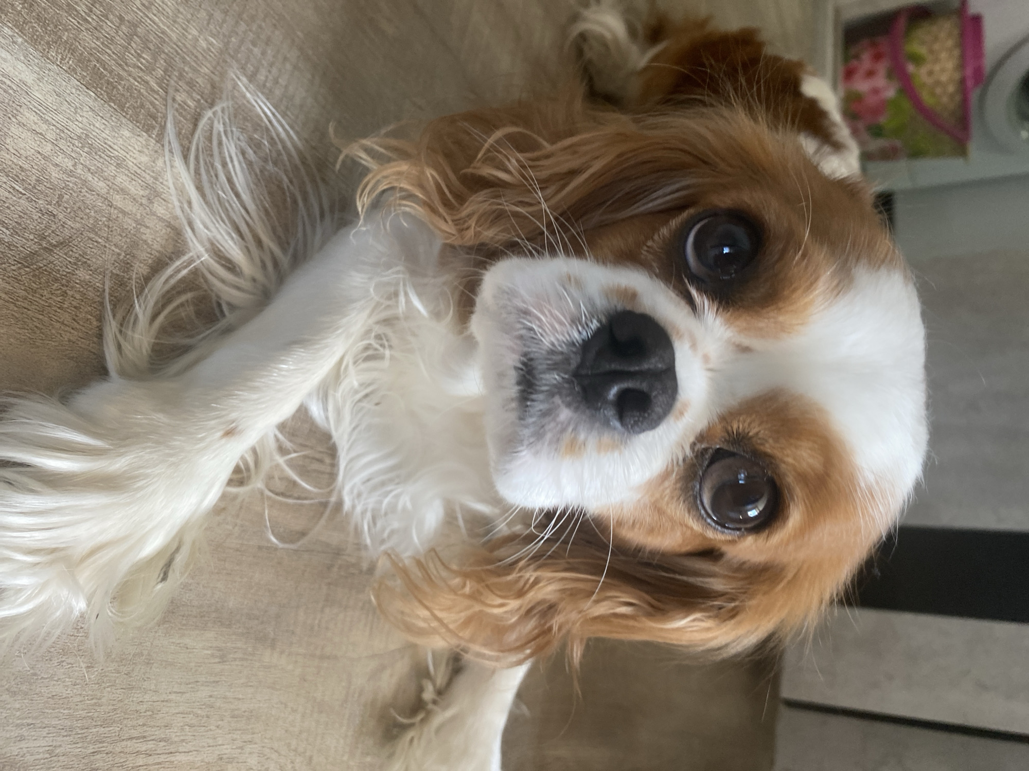 A close-up, eye-level, head-on, medium shot captures a King Charles Spaniel dog resting on a light-brown wooden floor. The dog, with a white blaze on its forehead and face, has large, dark brown eyes that gaze directly at the viewer. Its fur is a mix of reddish-brown and white, with long, wavy hair around its face and ears. The dog's nose is black and wet, and its mouth is closed. One white paw with long, fluffy fur is resting in front of it, partially obscuring the dog's body. The background is blurred, showing vertical striped walls and a colorful object in the upper left corner.