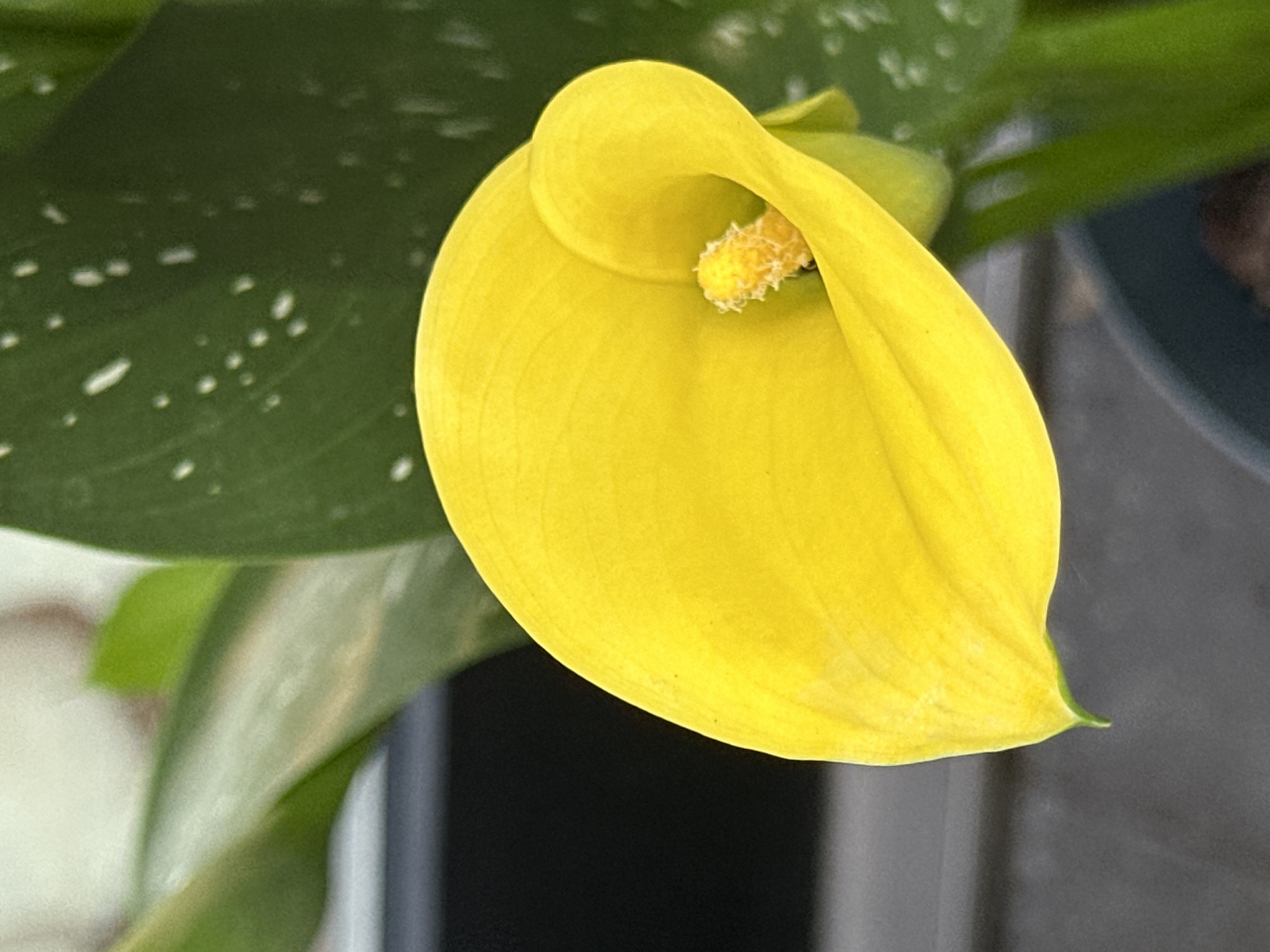 The image shows a close-up of a bright yellow Calla Lily flower. The flower has a distinctive trumpet shape with a prominent, fuzzy yellow spadix in the center. The petals are smooth and curve inward. In the background, out of focus, are large green leaves, one of which has white speckles. The overall impression is of a single, vibrant flower with lush foliage. There are no people, animals, or specific city landmarks visible in the image. The image does not provide any information that could be used to determine its location in Krefeld, Germany.