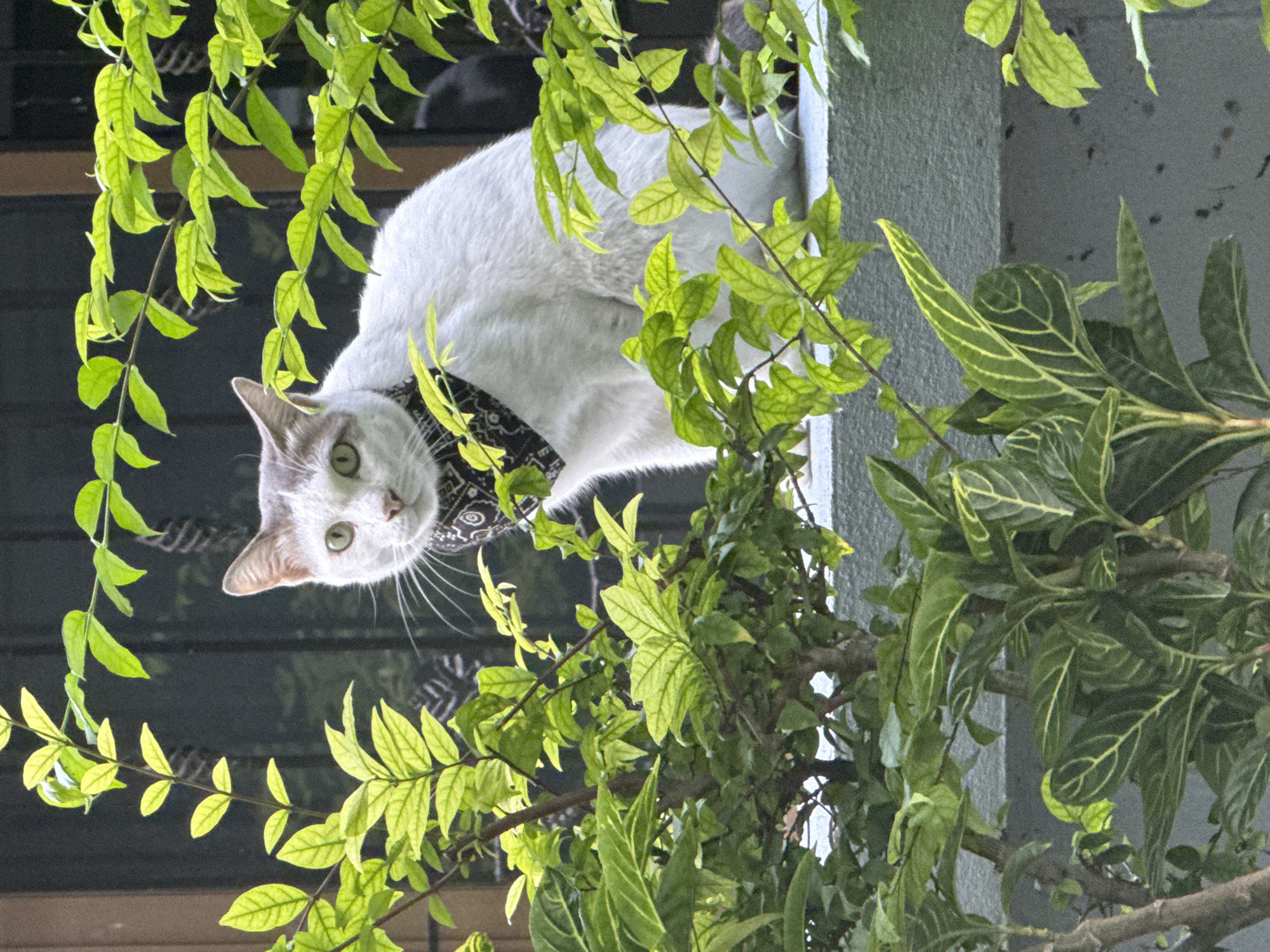 A white cat with grey markings on its head and ears, wearing a black bandana with a white pattern, sits on a concrete ledge. The cat is positioned slightly off-center to the right, with its body facing towards the viewer. Lush green foliage, with some leaves catching the sunlight, surrounds the cat and obscures parts of the background. The environment appears to be outdoors, likely a residential area in Nong Prue, Thailand, given the tropical plants and architecture suggested by the building in the background. The concrete ledge the cat is sitting on is textured and appears to be part of an outdoor wall or structure. The scene is bright and natural.