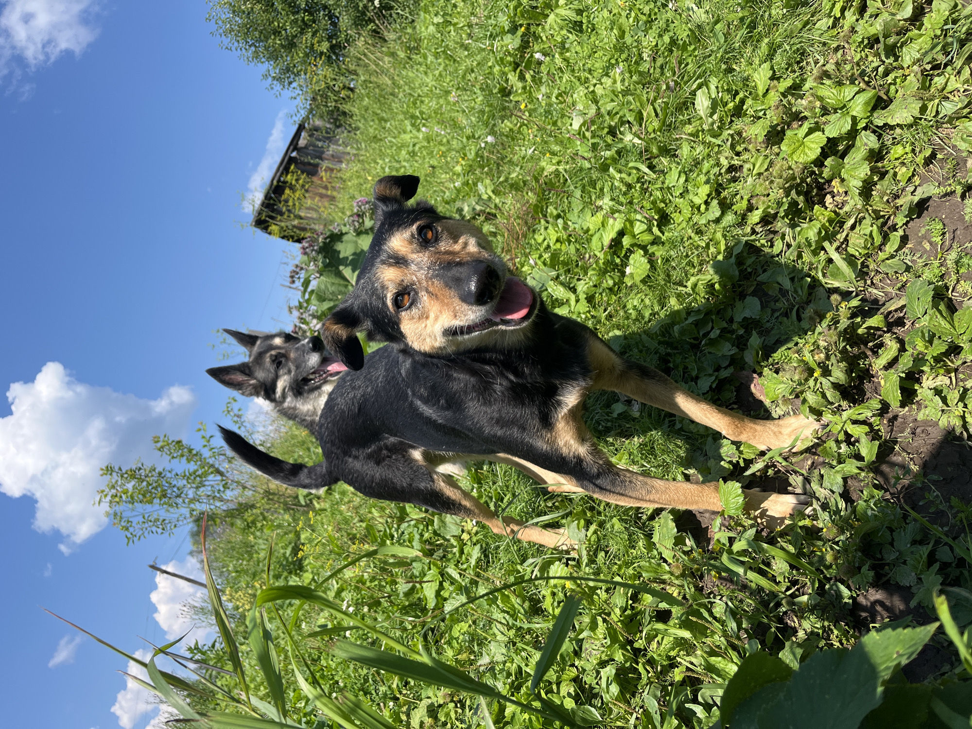 The image shows two dogs playing in a grassy area on a sunny day. The dog in the foreground is a medium-sized black and tan dog with its mouth open and tongue out, appearing to be panting or smiling. It is looking directly at the camera. Behind it, another dog, possibly a German Shepherd mix, is partially visible, also with its mouth open. The dogs are surrounded by lush green grass and some taller plants. In the background, there is a dilapidated wooden structure, possibly a shed or outbuilding, and more trees and vegetation. The sky is bright blue with a few white clouds. The scene suggests an outdoor recreational area or a rural backyard. The image was taken in Nizhny Tagil, Russia.