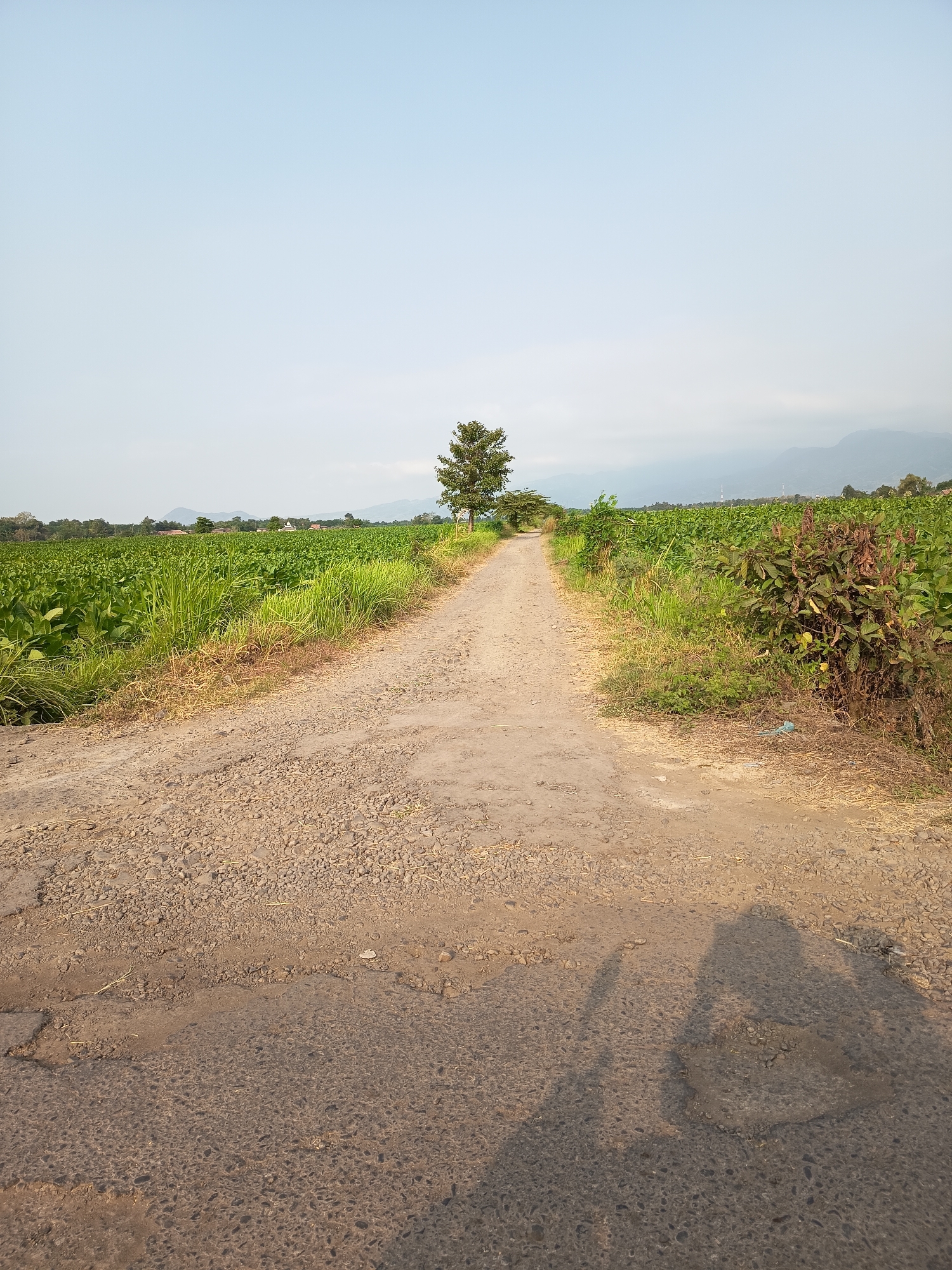 The image depicts a dirt road leading through a lush green agricultural field under a clear, pale blue sky. In the foreground, the road is covered in loose gravel and shows signs of wear and tear with patches of asphalt. Two shadowy figures, likely the photographer and a companion, are cast on the road surface. To the left and right of the road, rows of vibrant green crops stretch into the distance, suggesting a cultivated landscape. A solitary tree stands prominently in the middle ground, breaking the uniformity of the field. In the far distance, a hazy mountain range is visible. The scene is set in Krampilan, Indonesia, a location known for its agricultural productivity.
