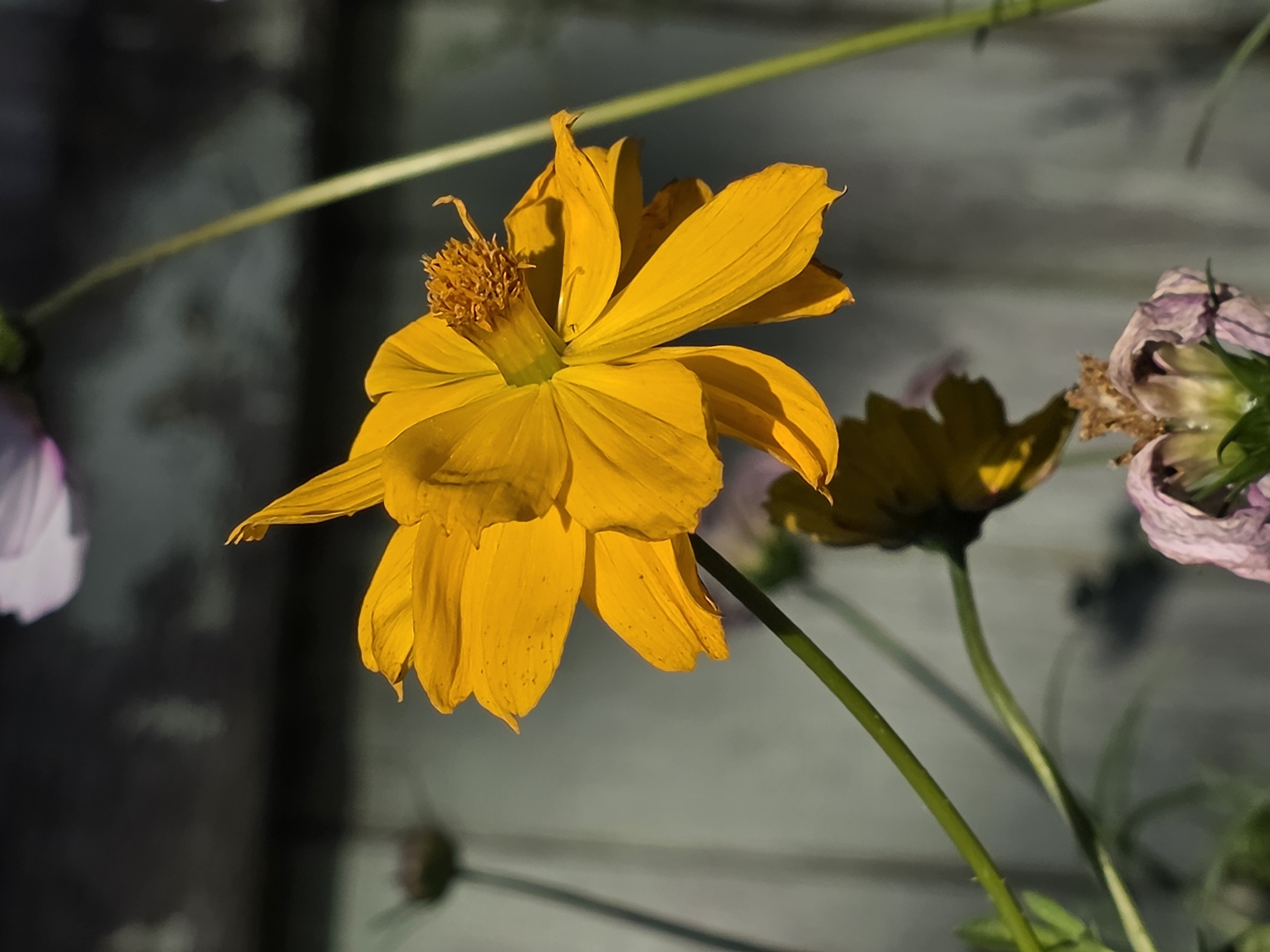 The image is a close-up, low-angle shot of a bright yellow cosmos flower in bloom, with its petals fanned out and facing the right. The flower's center is a cluster of small, orange stamens. A thin green stem is visible supporting the flower. In the background, out of focus, are hints of other flowers, including a faded purple one at the bottom and a soft pink bloom at the top left. The overall setting appears to be an outdoor garden, possibly in the city of Речицы, Russia. The lighting suggests it is daytime, with sunlight casting shadows on the petals. No people or animals are present in the image.