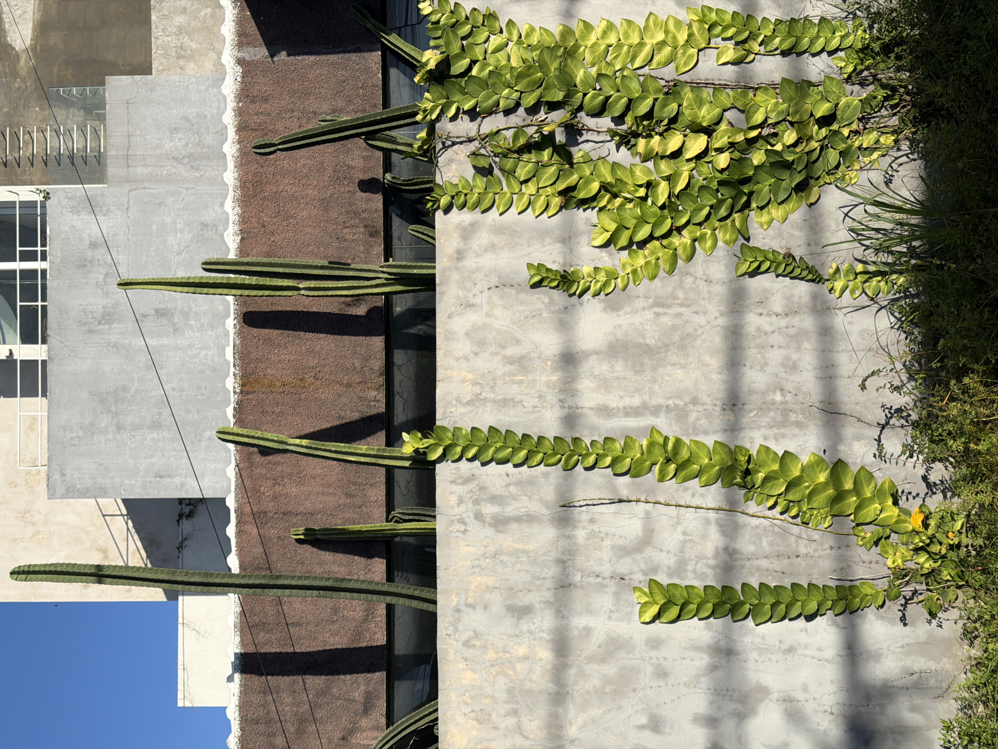 A photograph depicts a section of a building in North Kuta, Indonesia. The building has a textured brown facade, a smooth gray concrete wall, and sections of white and gray concrete. Tall, thin cacti protrude from the brown facade, casting shadows. A vine with green and yellow leaves grows on the gray concrete wall. Additional greenery sprouts at the edge of the wall. Wires, a window, and the blue sky are visible on the building.