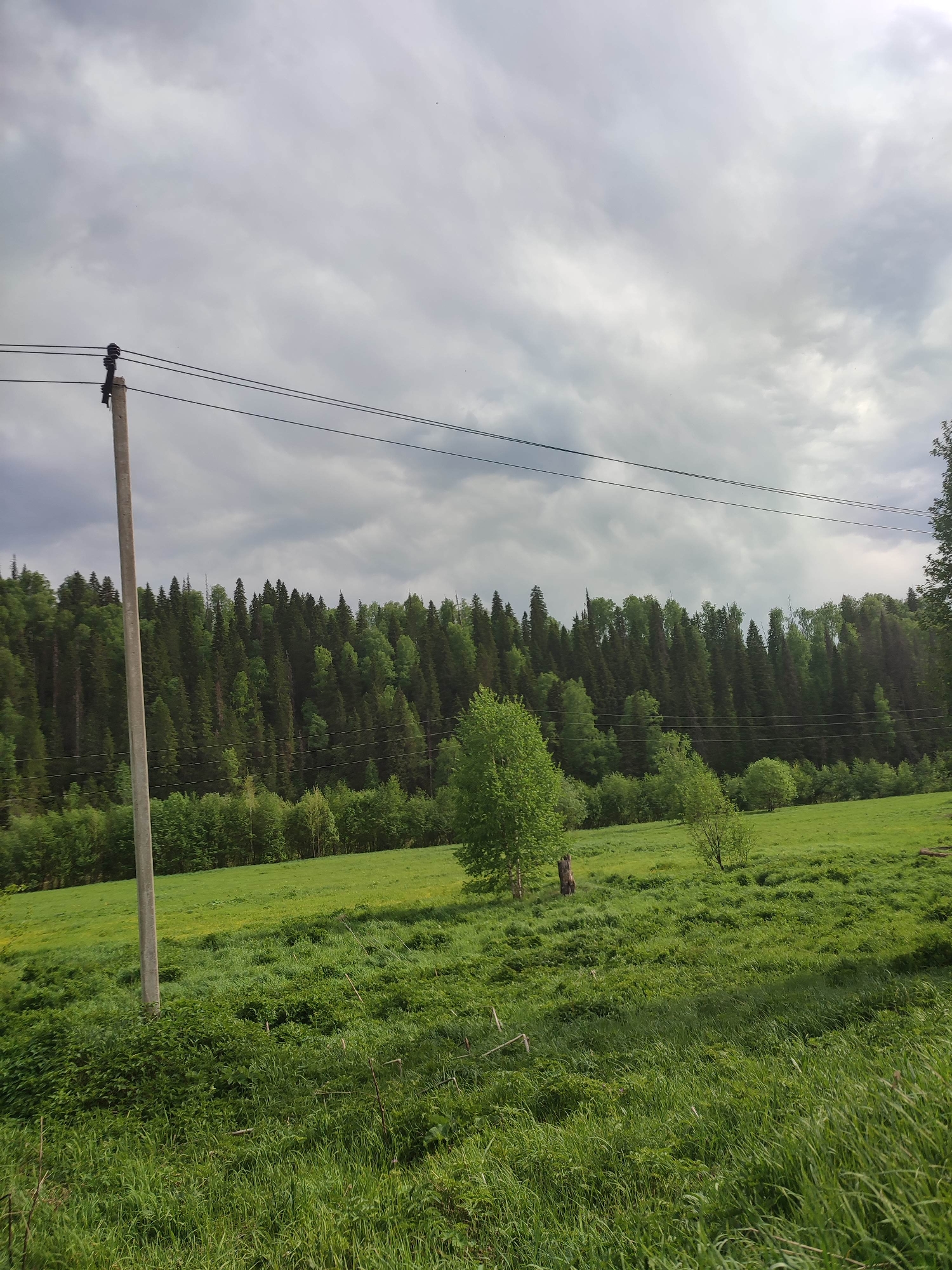 The image depicts a green field in Vil'va, Russia under a cloudy sky. A dense forest lines the horizon, transitioning from dark coniferous trees to lighter green deciduous trees. In the foreground, a weathered utility pole stands on the left side of the frame, with three power lines stretching across the top portion of the image. The field is overgrown with tall grass and weeds, with a few scattered trees in the middle ground. There appears to be a person near one of the small trees in the middle of the field. The lighting suggests an overcast day.