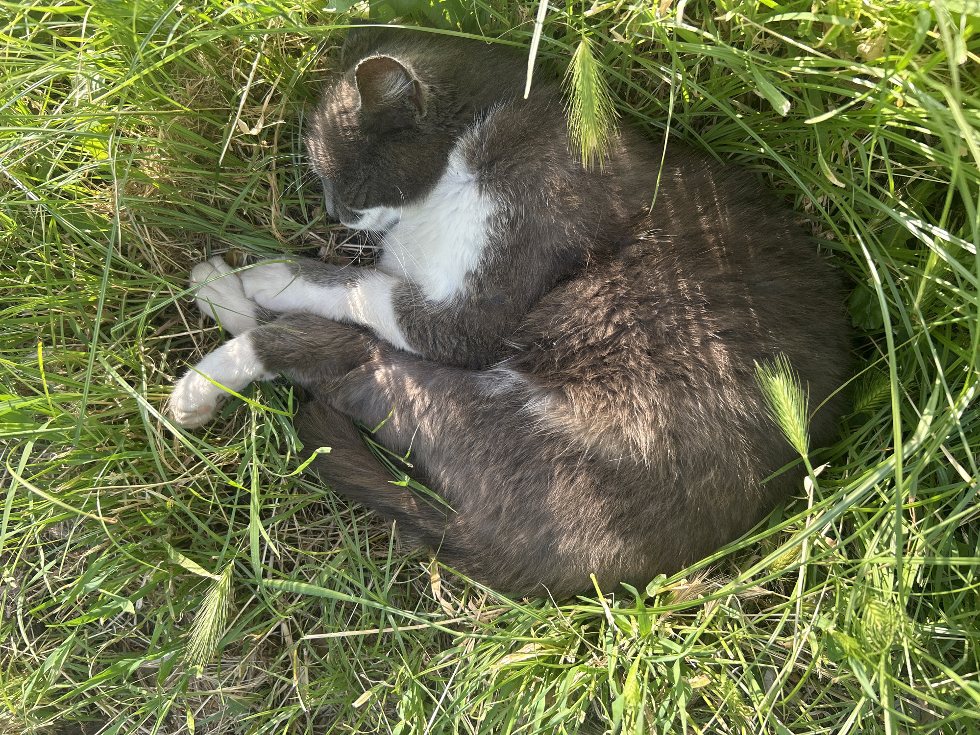 A grey and white cat is curled up, sleeping in a patch of green grass. The cat has white paws, a white chest, and a grey body. It is surrounded by tall, green grass blades, some of which are in focus, while others are blurred. The scene is illuminated by sunlight, creating shadows and highlights on the grass and the cat's fur. The location is unknown, including whether or not it is in Plovdiv, Bulgaria.
