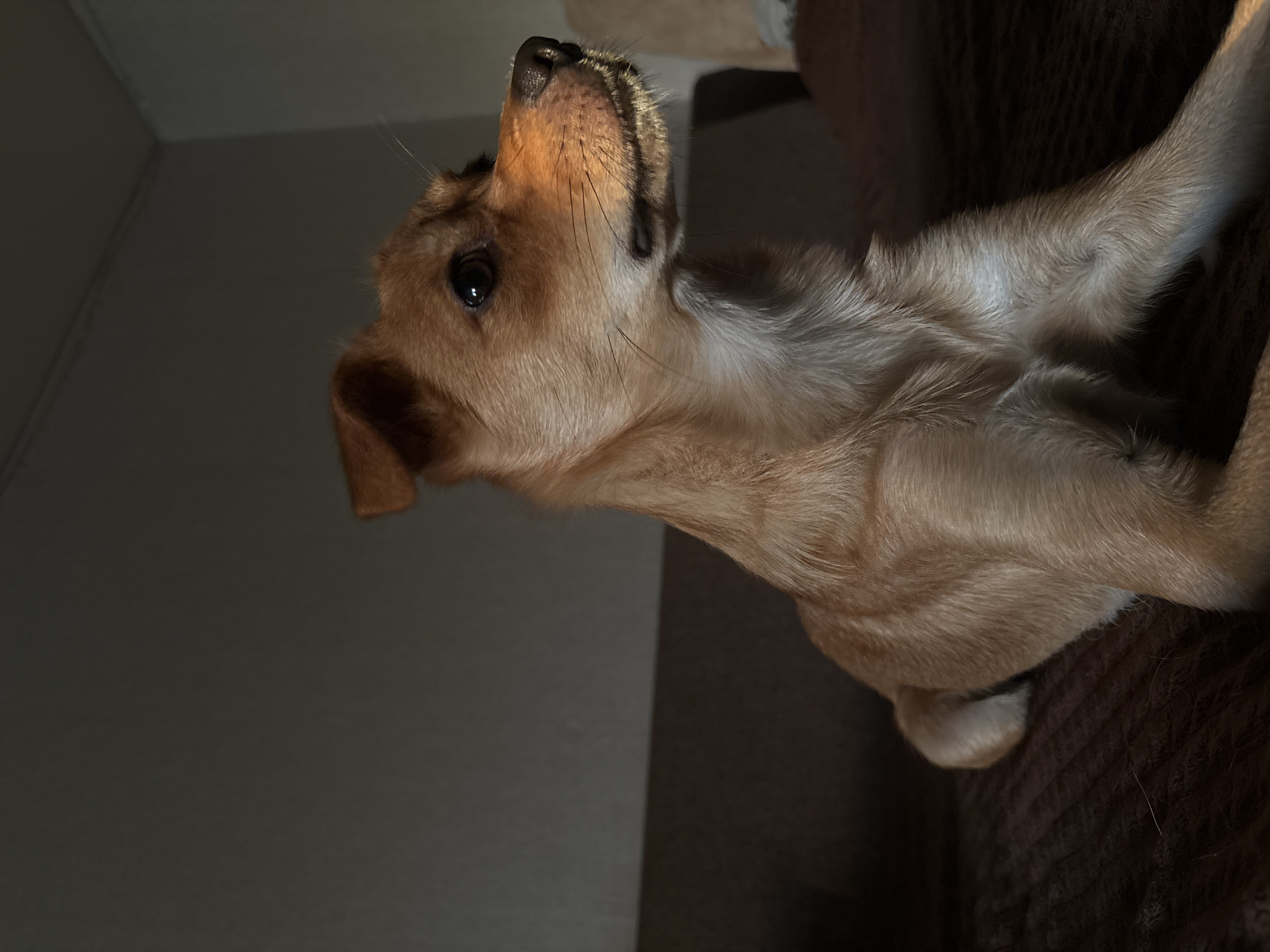 A light brown dog with dark eyes and erect ears is resting on a dark brown textured surface. The dog is facing to the right, with its head slightly tilted up. Sunlight is hitting the dog's muzzle, highlighting its whiskers and the fur around its nose. The background is dimly lit and appears to be a room with a wall and part of a couch. The image was taken in the city of Inskoy, Russia.