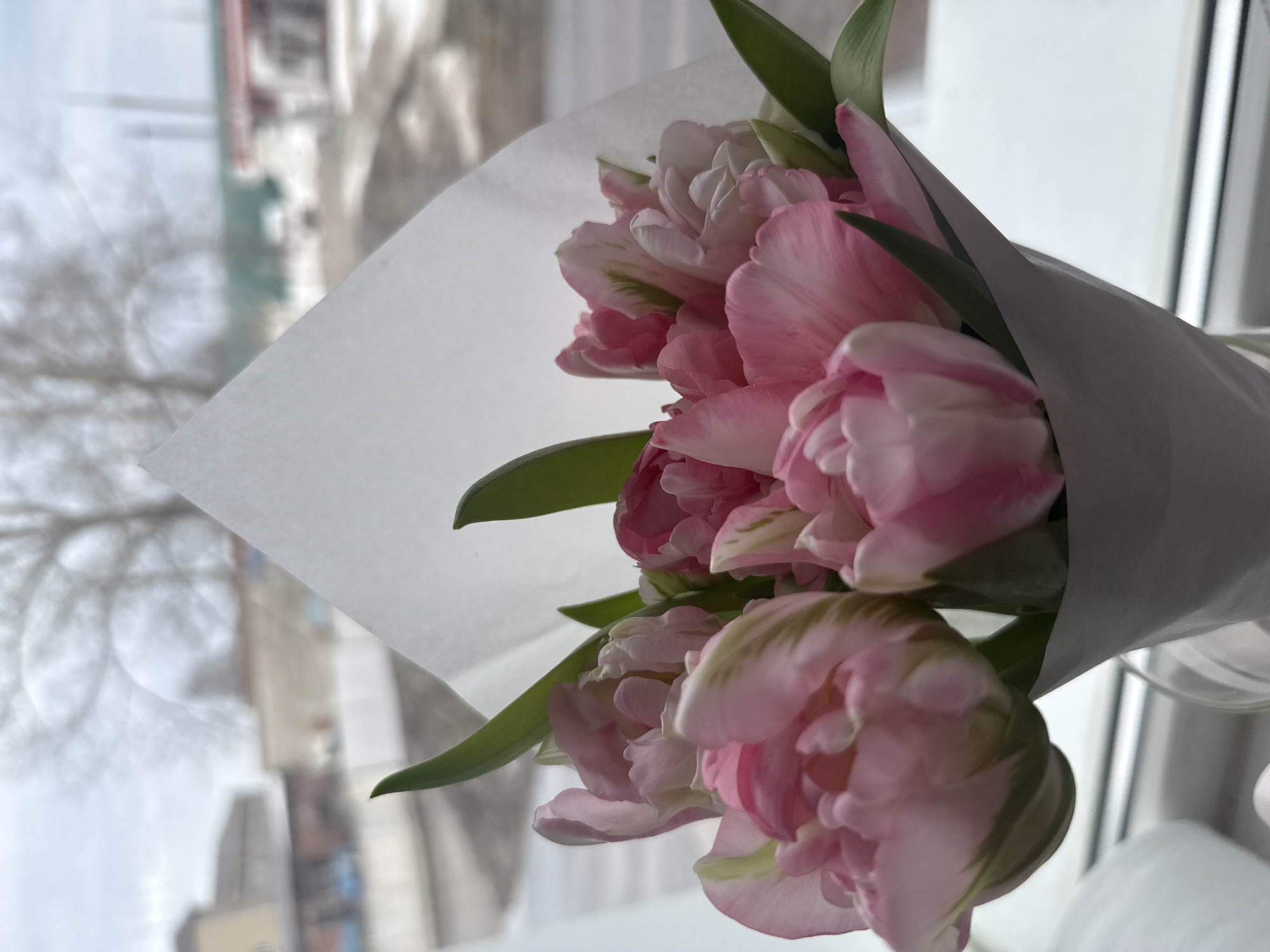 A close-up, slightly angled shot presents a bouquet of pink and white tulips wrapped in white paper. The tulips, featuring multiple layers of petals, are the primary focus. Green leaves interspersed among the blossoms add contrast. The bouquet appears to be positioned near a window, with an out-of-focus urban scene visible through the glass. Based on the information provided, the image was taken in Chaikovsky, Russia. A second window is visible on the right side of the image. A glimpse of a white object is also visible near the bottom of the image.