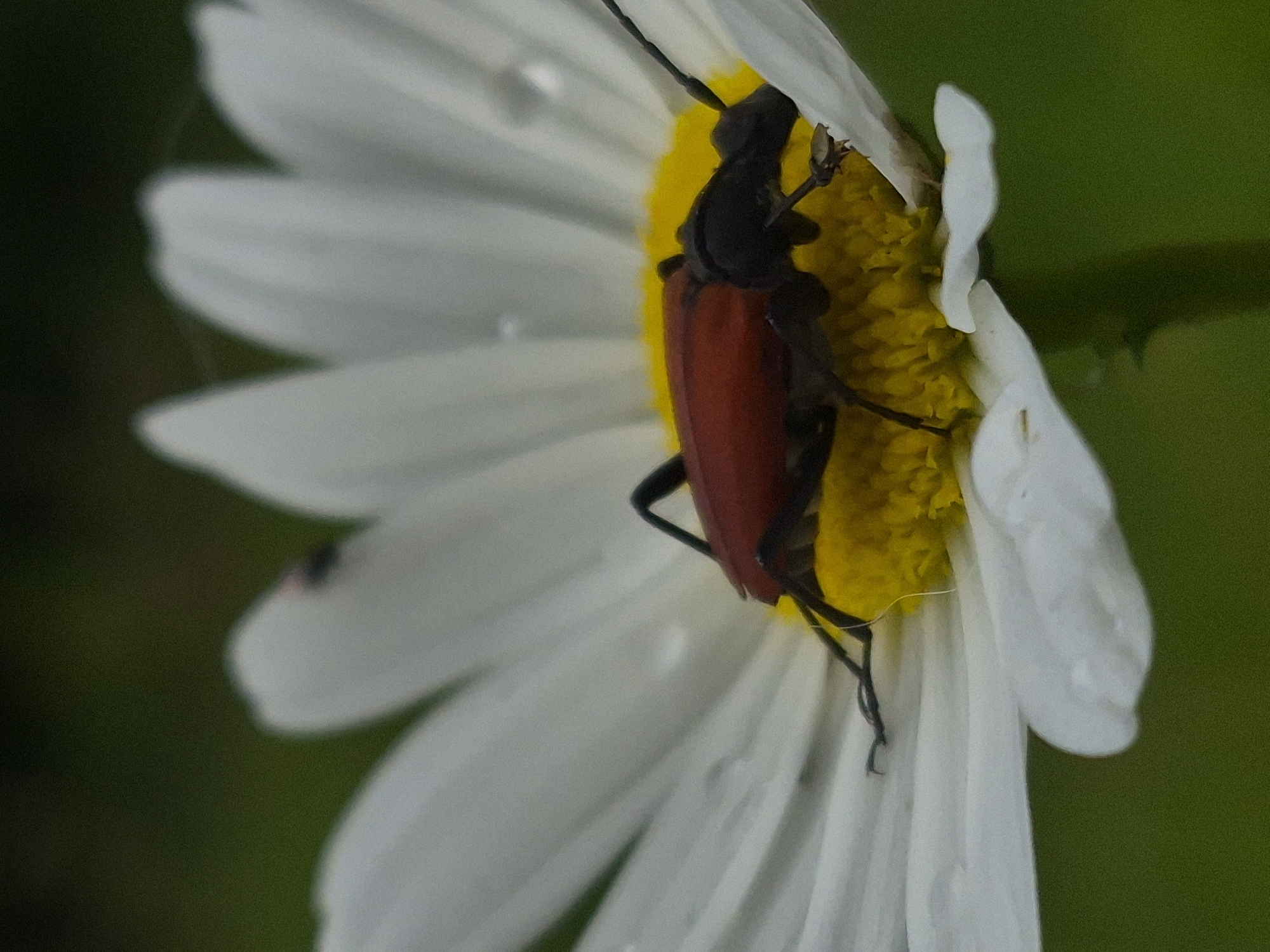 A close-up, eye-level shot shows a dark-colored insect with a reddish-brown back and long antennae resting on a white daisy. The daisy's yellow center is visible, and some of its white petals are slightly blurred. The background is a dark, out-of-focus green. The scene is outdoors, possibly in a garden or field. There is no indication of Sooblase, Estonia, in the image.