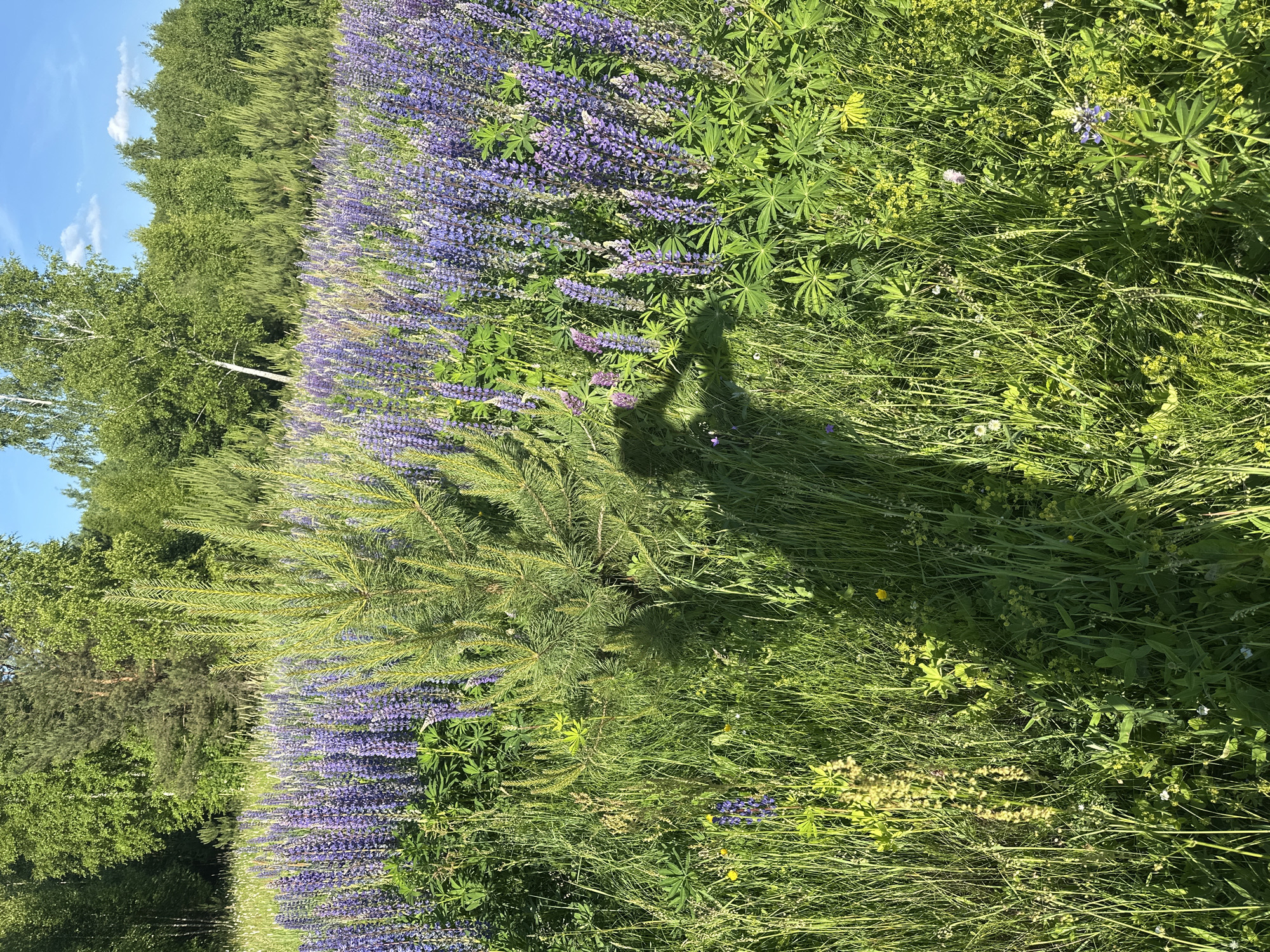The image depicts a sunlit field of purple lupine flowers and green grass, with a small pine tree in the foreground. The background consists of a dense forest under a clear blue sky with a few scattered clouds. A shadow of a person holding a phone is cast on the ground in the lower left quadrant of the image. The scene appears to be a natural landscape, likely outside of urban areas, and there is no indication of the city of Vladimir, Russia.