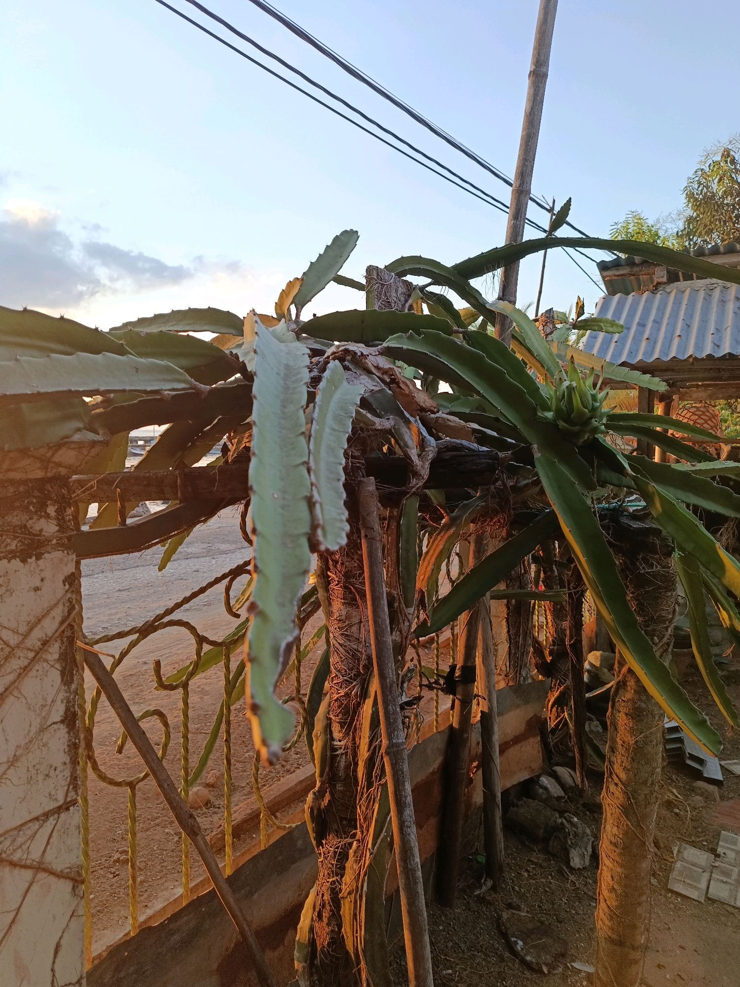 The image depicts a dragon fruit plant in Mansalean, Indonesia, bathed in the warm glow of the setting sun. The plant's long, green, segmented stems are supported by wooden posts and a fence. Some stems appear dry and aged, with aerial roots dangling. In the background, a corrugated metal roof and some trees are visible. Power lines stretch across the sky. The ground is covered in dirt and some scattered stones. The overall scene suggests a rural or semi-rural setting.