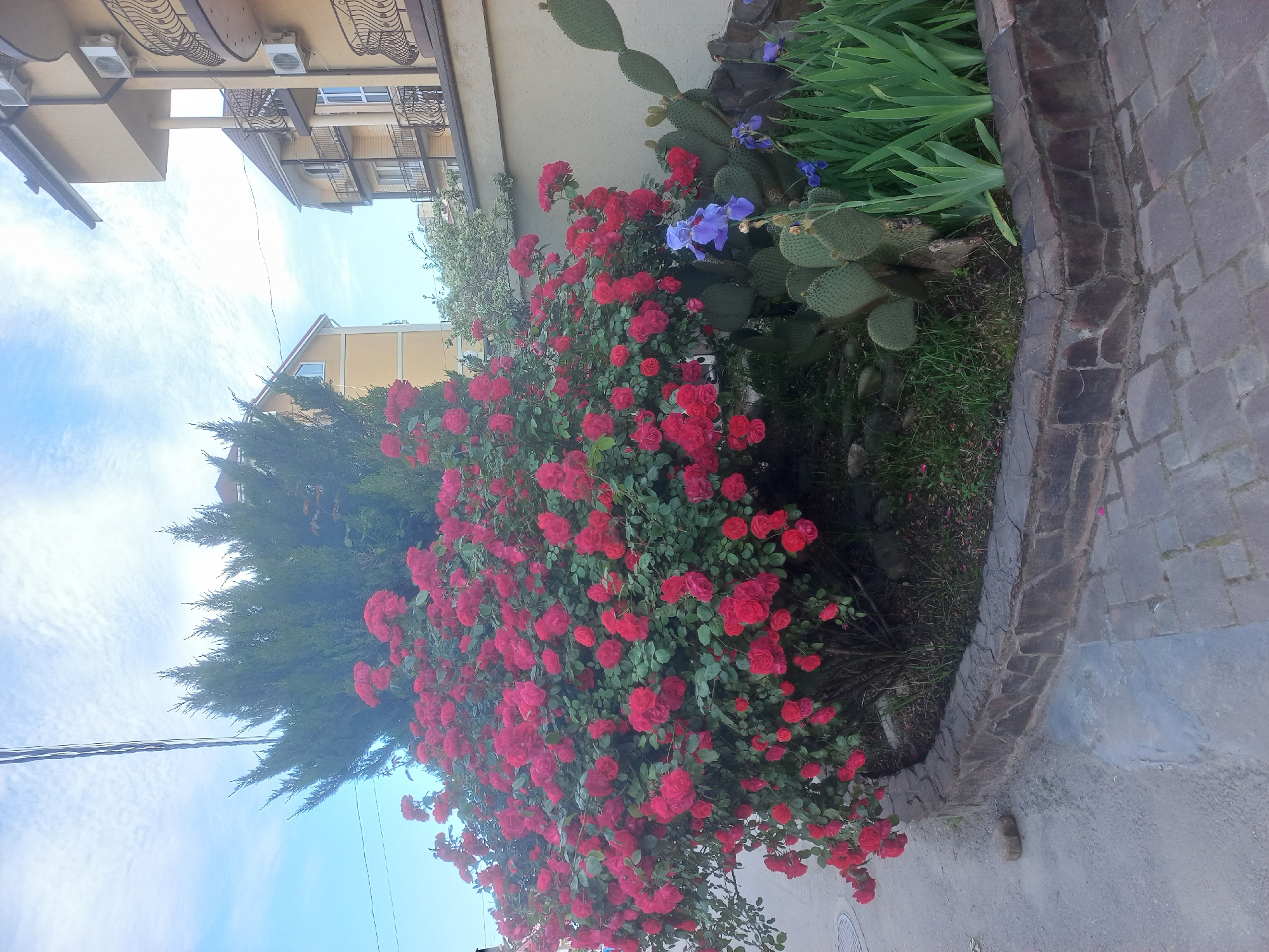 The image shows a street in an unknown city with a vibrant garden bed. The garden is filled with various plants, including a large rose bush covered in red blooms, cacti, and irises with blue and purple flowers. The garden bed is enclosed by a stone edging. Behind the garden, there are buildings, one with multiple stories and balconies. Overhead, there are power lines against a partly cloudy sky. The overall impression is one of a well-maintained urban garden.