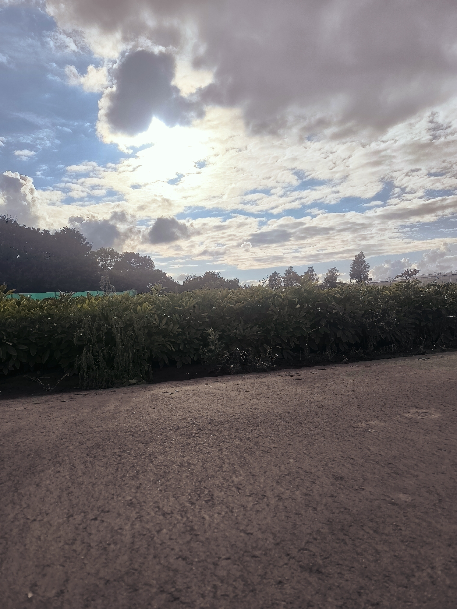 The image shows a low-angle view of a dirt path leading towards a dense line of green bushes and trees under a dramatic sky with clouds and sunlight breaking through. The sky is a mix of blue with patches of bright sunlight and darker, heavier clouds. The vegetation is lush and green, forming a natural hedge or border. In the background, silhouetted trees are visible against the sky, and a faint structure that could be a fence or building is present on the far right. The foreground is dominated by the textured surface of the dirt path. The scene appears to be an outdoor setting, possibly a park, garden, or rural area. Without specific landmarks or context, pinpointing the exact location within Andijk, Netherlands, is not possible from the visual information alone.
