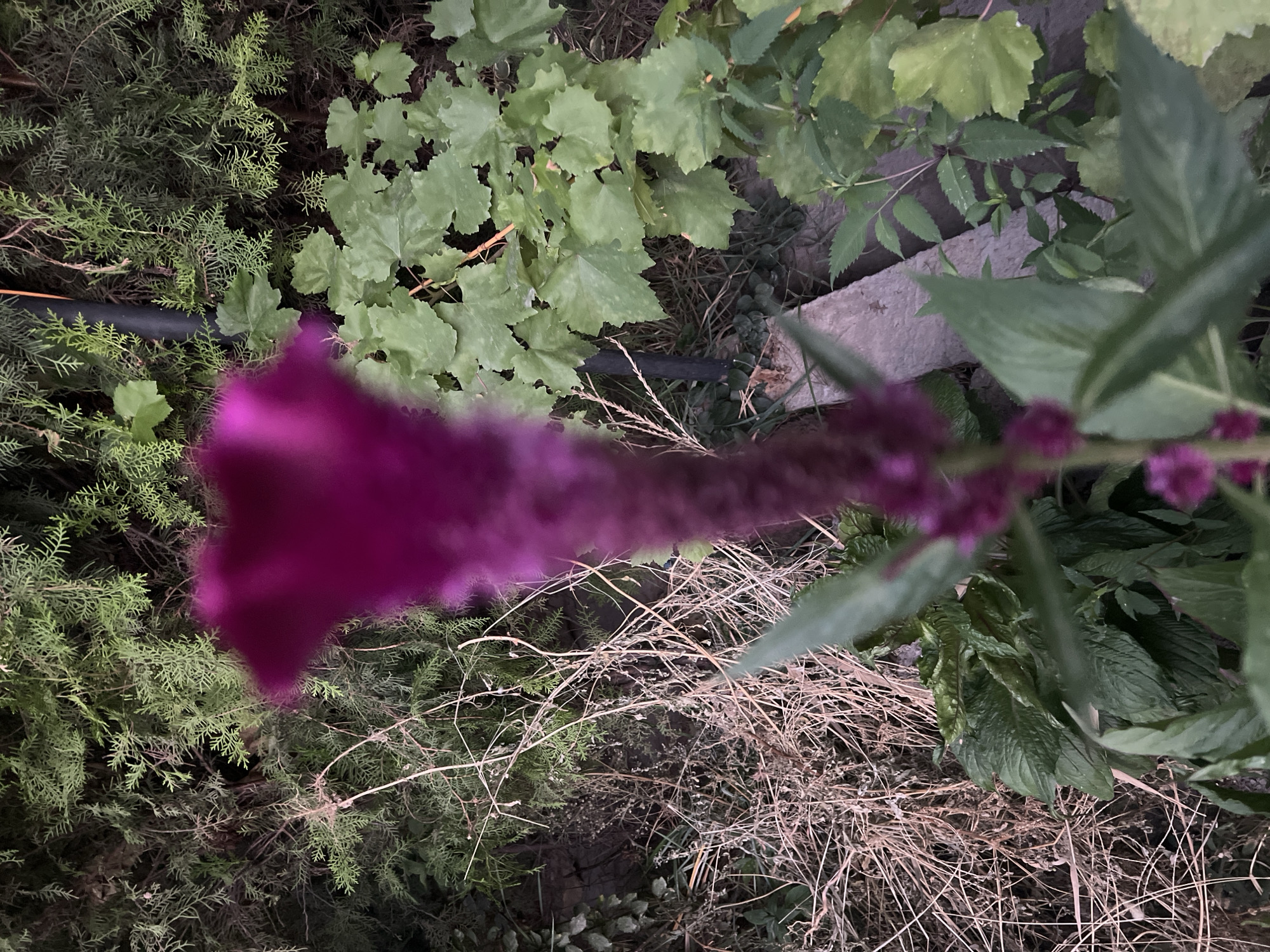 The image shows a close-up of a partially blurred purple flower, likely a celosia, in an outdoor setting. The background consists of dense green foliage and dry, straw-like plants, suggesting a garden or overgrown area. A dark vertical pole is visible behind the flower. The lighting is dim, indicating it may be evening or early morning. The overall impression is of a natural, somewhat unkempt environment. The location of Tashkent, Uzbekistan, cannot be determined from the visual information provided in the image.