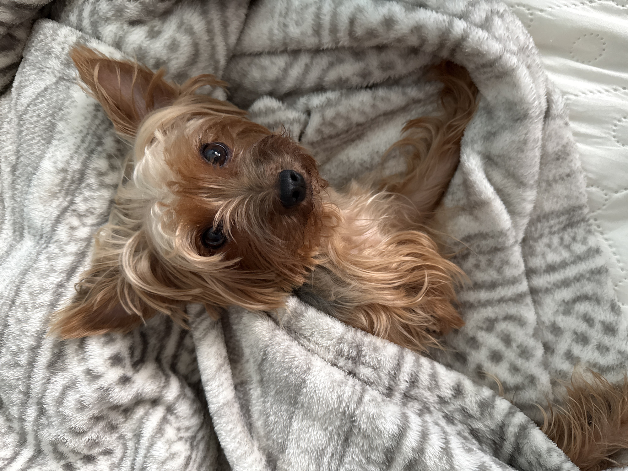 A tan Yorkie dog is lying on its back, nestled in a soft, gray blanket with a subtle striped pattern. The dog is predominantly facing the camera, with its head tilted slightly to the left. The dog's nose is prominent and black, and its eyes are dark and gazing directly at the viewer. One ear is visible and upright, while the other is obscured by the blanket. The blanket appears to be on a white, textured surface, possibly a bed. The location is unknown.