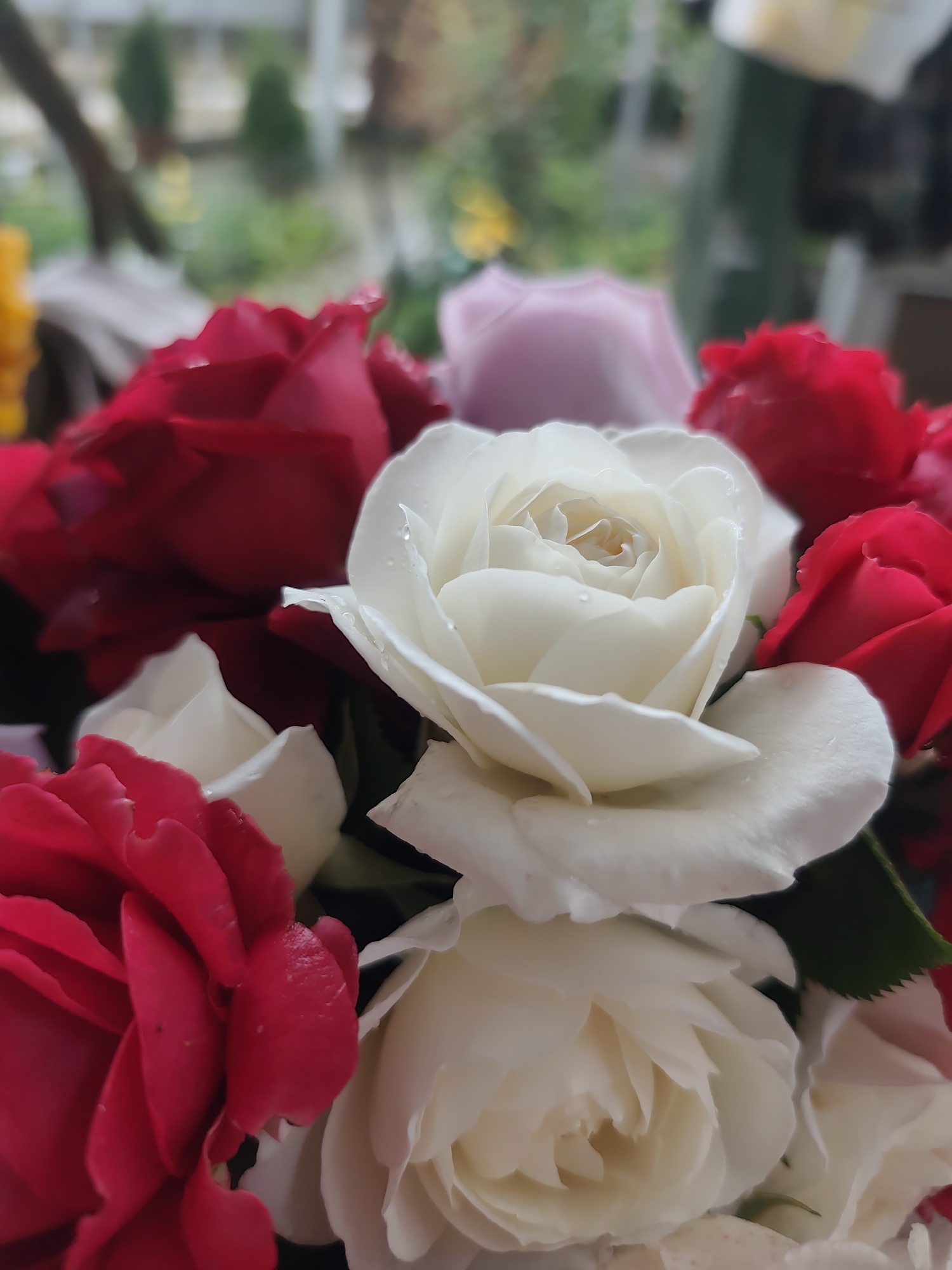 The image shows a close-up view of a bouquet of roses. The roses are primarily red and white, with a single pink rose visible in the background. There appear to be water droplets on some of the petals, suggesting the roses are fresh or have been recently watered. The background is blurry and out of focus, but it suggests an outdoor setting with greenery and possibly buildings in the distance. There is no specific information to identify the location as the city of Unknown, Unknown.
