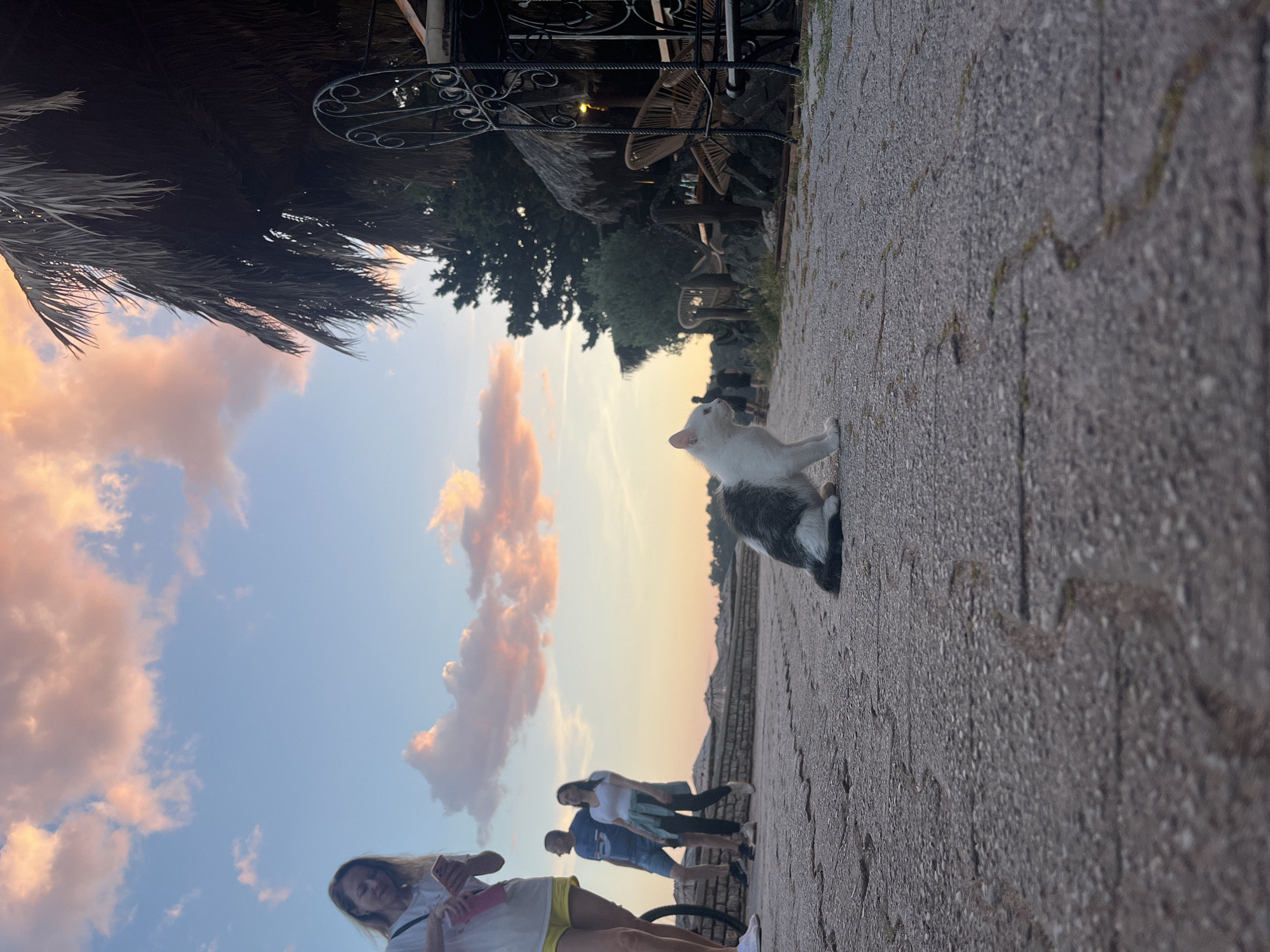 The image depicts an outdoor scene in Boreti, Montenegro, at what appears to be dusk or dawn. The focus is on a white and gray cat sitting upright on a paved walkway. The walkway's surface is textured and grey, showing subtle patterns.
In the background, a group of three people is partially visible, walking away from the camera. They are dressed in casual clothing and appear to be tourists.
To the left, a palm tree's fronds overhang the scene, partially obscuring the sky, which is filled with clouds tinged with hues of orange and pink, indicating either sunrise or sunset.
Further in the background, decorative wrought iron elements and foliage suggest the presence of an outdoor seating area or a structure. The overall environment seems to be a public space or promenade.