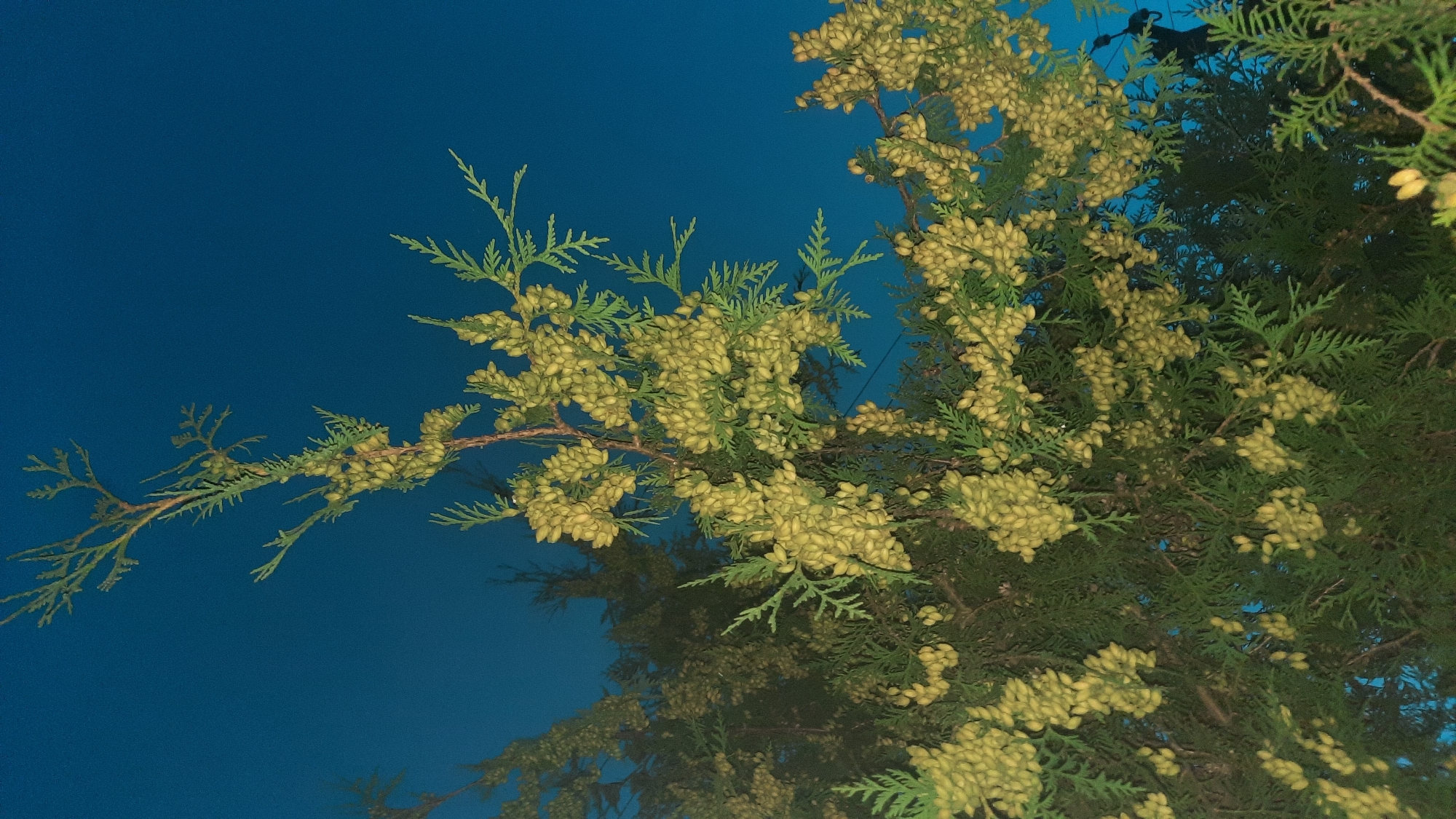 The image is a low-angle shot of a coniferous tree, likely a thuja or cypress, against a deep blue sky. The tree is laden with numerous small, yellowish-green cones that cluster along its branches. The foliage is dense and feathery. The scene appears to be outdoors, possibly in a residential area or park, given the hint of a utility pole and wire visible in the upper right quadrant of the image. No people or animals are present. The lighting suggests it might be dusk or early evening. No specific landmarks in the city of Шклоў, Belarus are identifiable from this image.