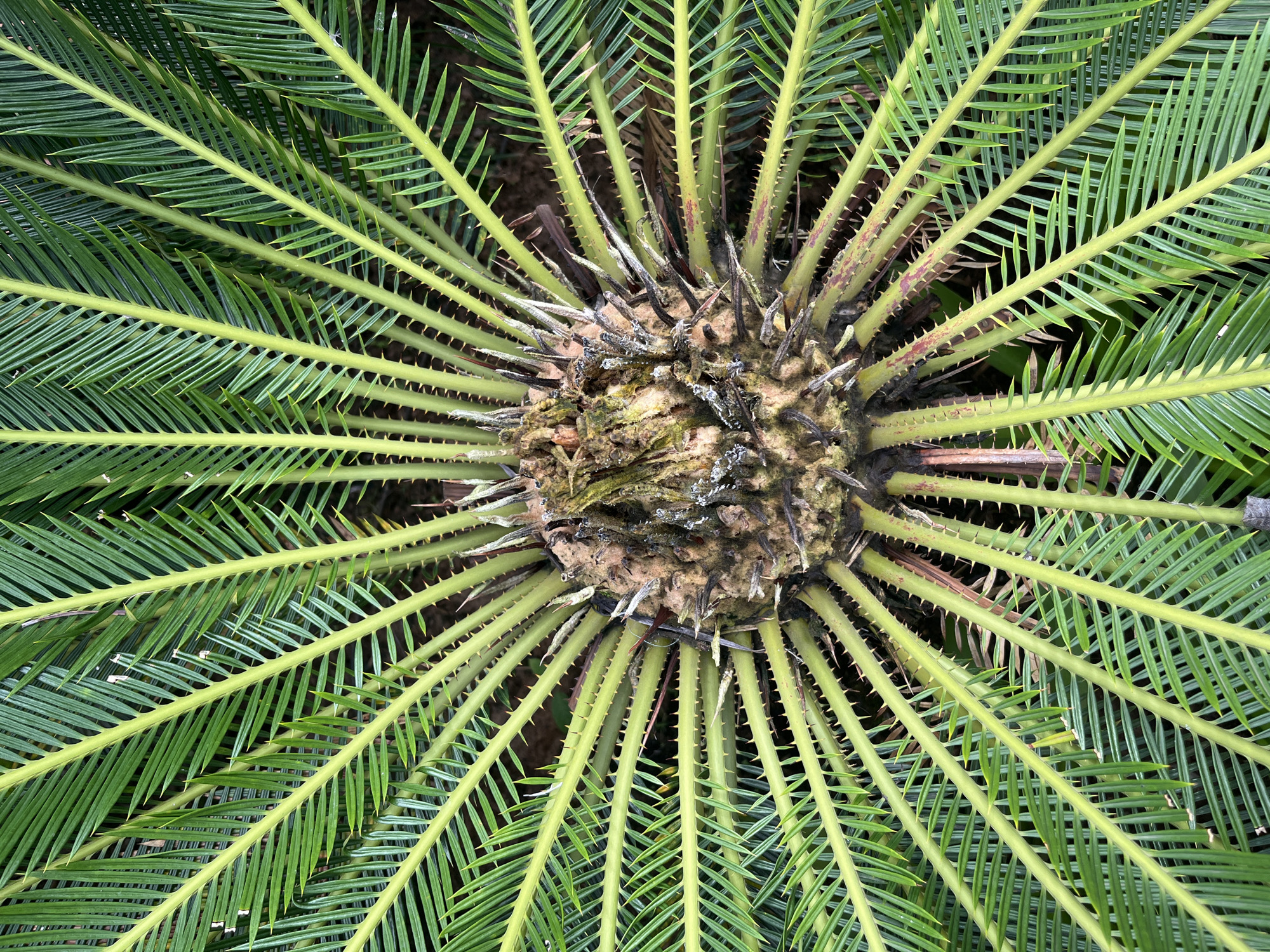 The image shows a top-down view of a sago palm, likely in the city of Fatrade, India. The palm has a central, rough, brown trunk from which numerous bright green fronds emerge in a radial pattern. The fronds are long and feathery, with sharp, spine-like projections along their stems. The background is dark and out of focus, suggesting the plant is in a garden or natural setting. There are no people or animals visible in the image. The lighting is natural, indicating it was taken outdoors during the day.