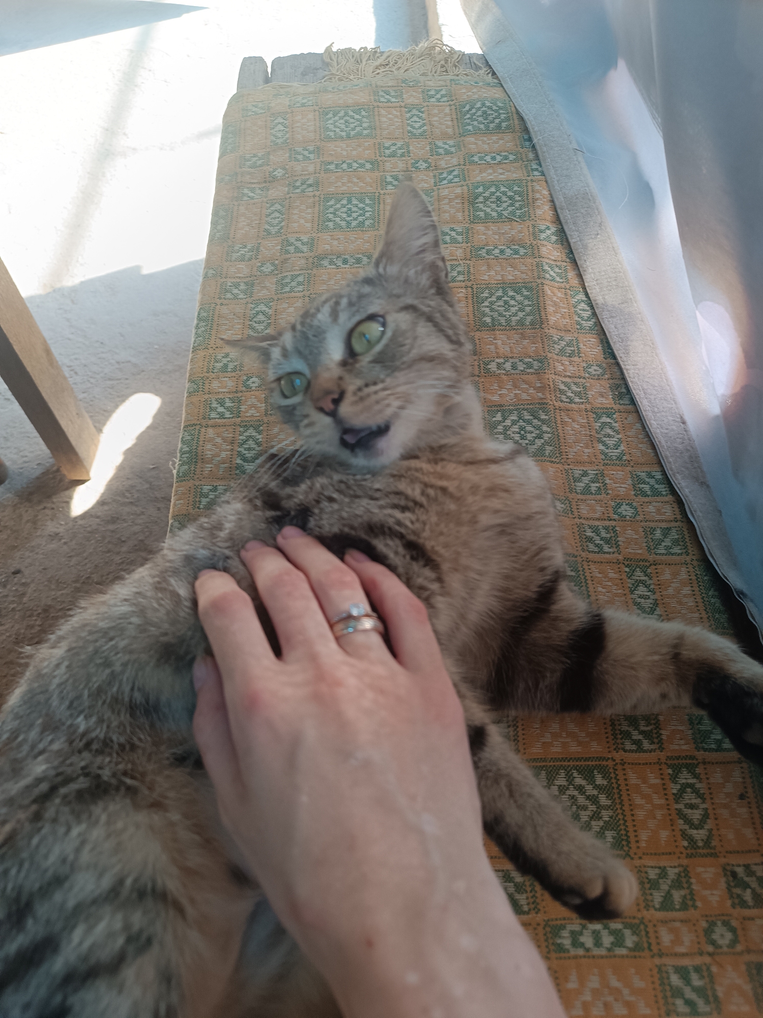 A tabby cat is lying on a patterned mat, with a human hand petting its chest. The cat's mouth is slightly open, and its eyes are wide and green. Sunlight is streaming in from the left, casting a shadow on the ground. The scene appears to be outdoors in a rural or semi-rural setting, possibly in Vypasne, Ukraine, based on the provided context. There is a wooden chair leg visible to the left of the cat. A sheer white curtain hangs in the background to the right.