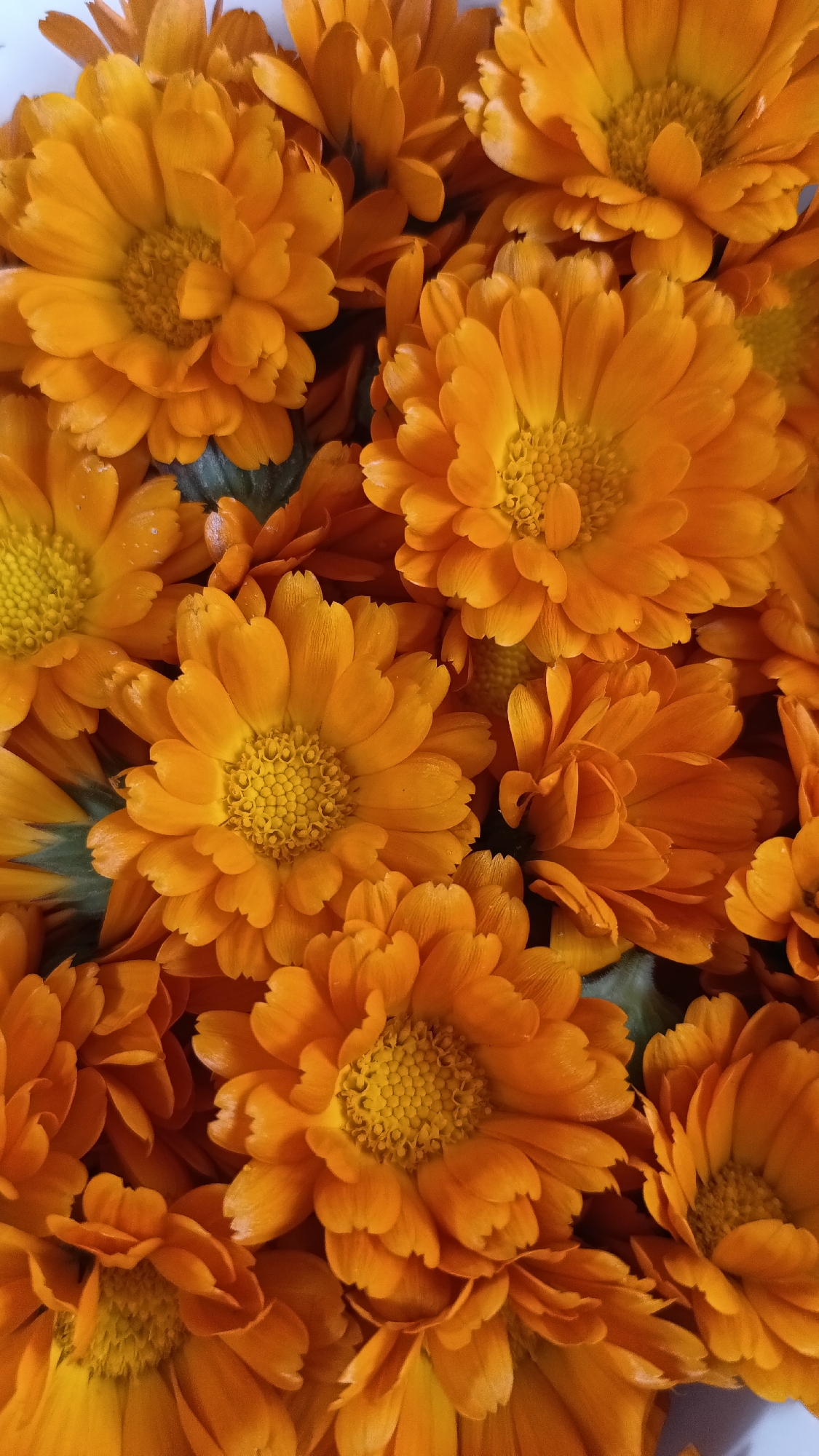 The image is a close-up shot of a dense collection of bright orange calendula flowers. The flowers are fully open, displaying their petals and central disc florets. The composition fills the frame, with only a few hints of green foliage visible. The lighting is bright, enhancing the vivid color of the flowers. There are no people, subjects, actions or interactions visible in the image. The location in the city of Muzga, Bulgaria, is not confirmed by the information provided.
