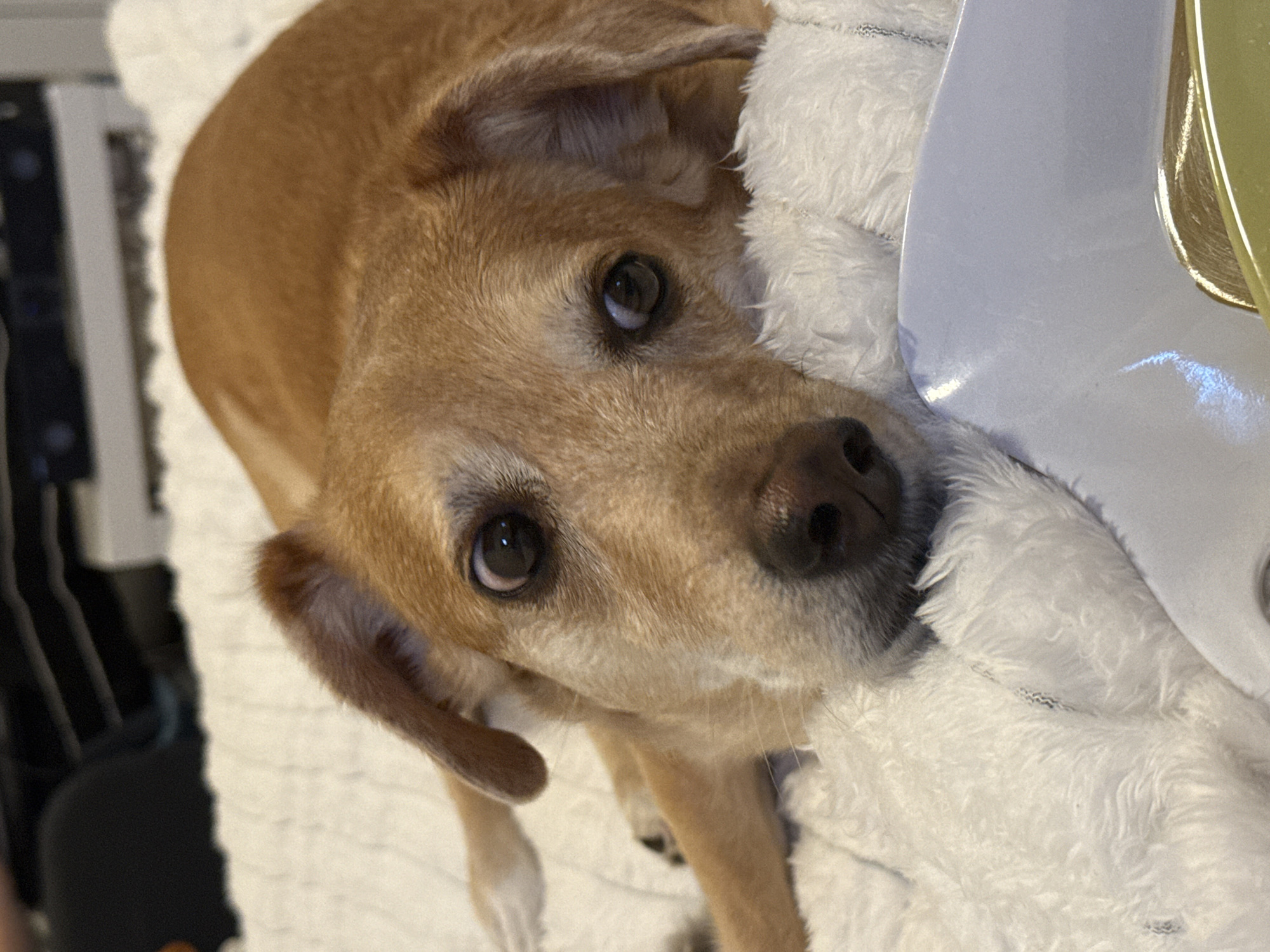 A tan dog with brown eyes and a black nose looks up at the camera. The dog is partially resting on a white, fluffy blanket, and part of a blue and gold object is visible in the top right corner of the frame. A black object with white vertical lines is partially visible on the left edge of the image. The location is not discernible.