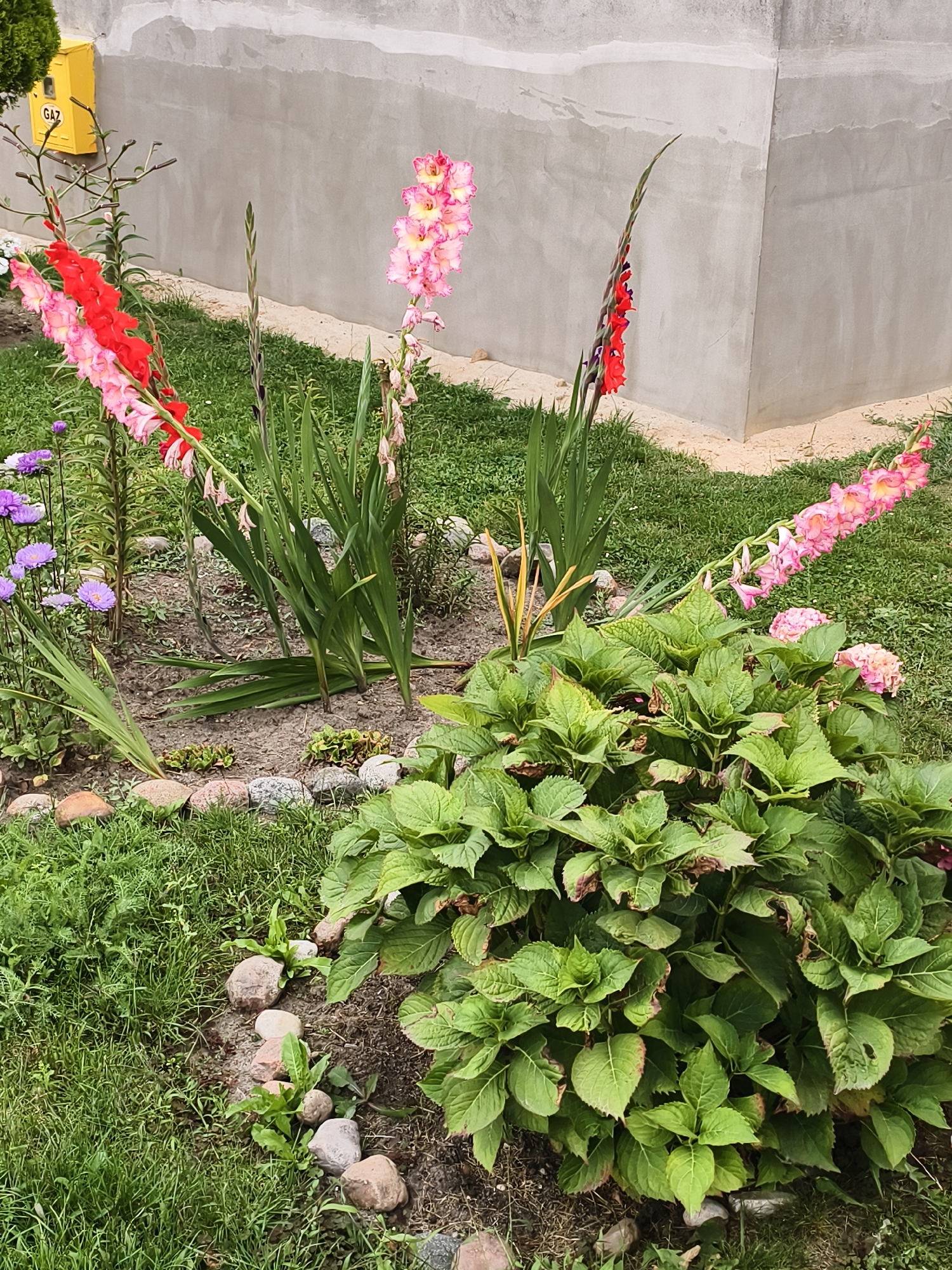 A garden bed is shown with several plants. In the foreground, a large, leafy green hydrangea plant is prominent. Behind it, several gladiolus flowers are in bloom, with spikes of red, pink, and light pink flowers. To the left, a few smaller purple flowers, possibly asters, are visible. The garden bed is bordered by grass and scattered stones. In the background, a concrete wall is visible, with a yellow utility box mounted on it. The overall scene appears to be an outdoor residential garden.